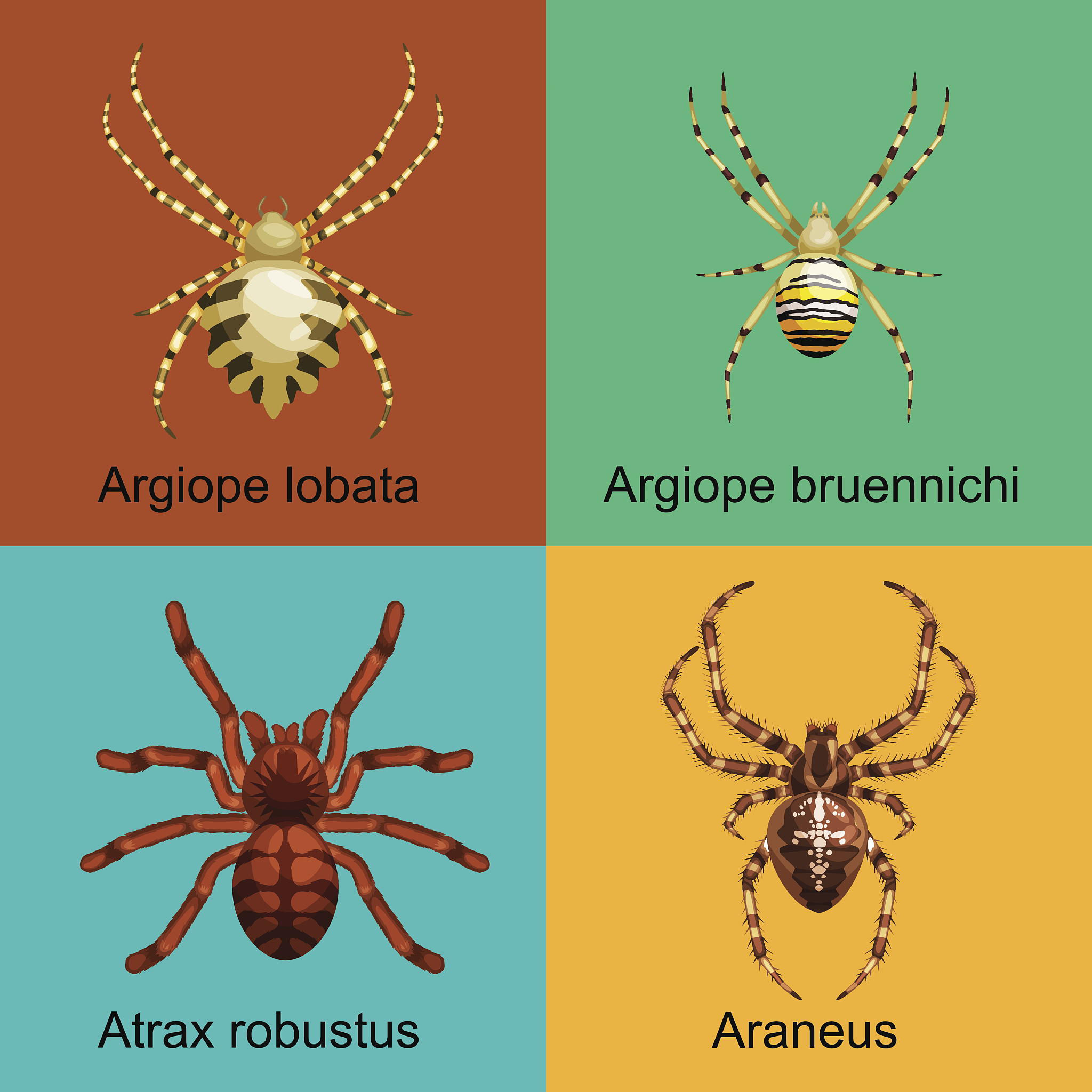 Weird Fact: You Eat Spiders in Your Sleep? (It's True!)
