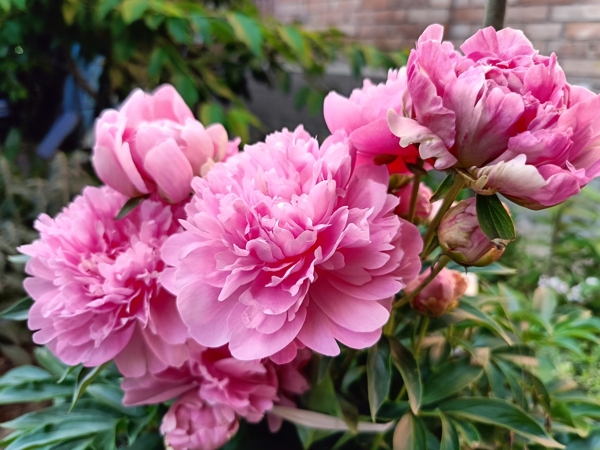 芍药种植最佳时间及品种选择指南