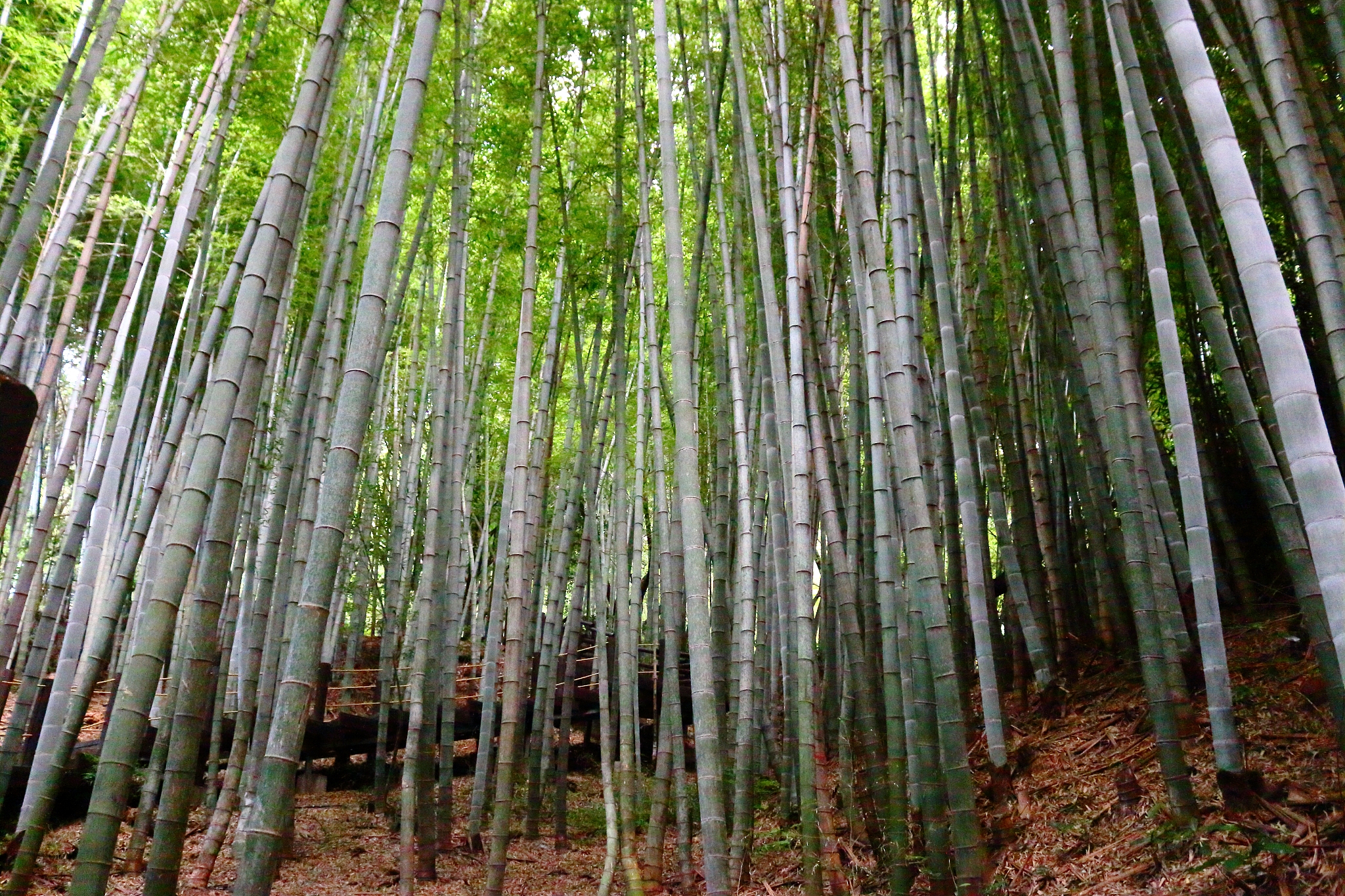 la arboretum, parks, forests, forest,