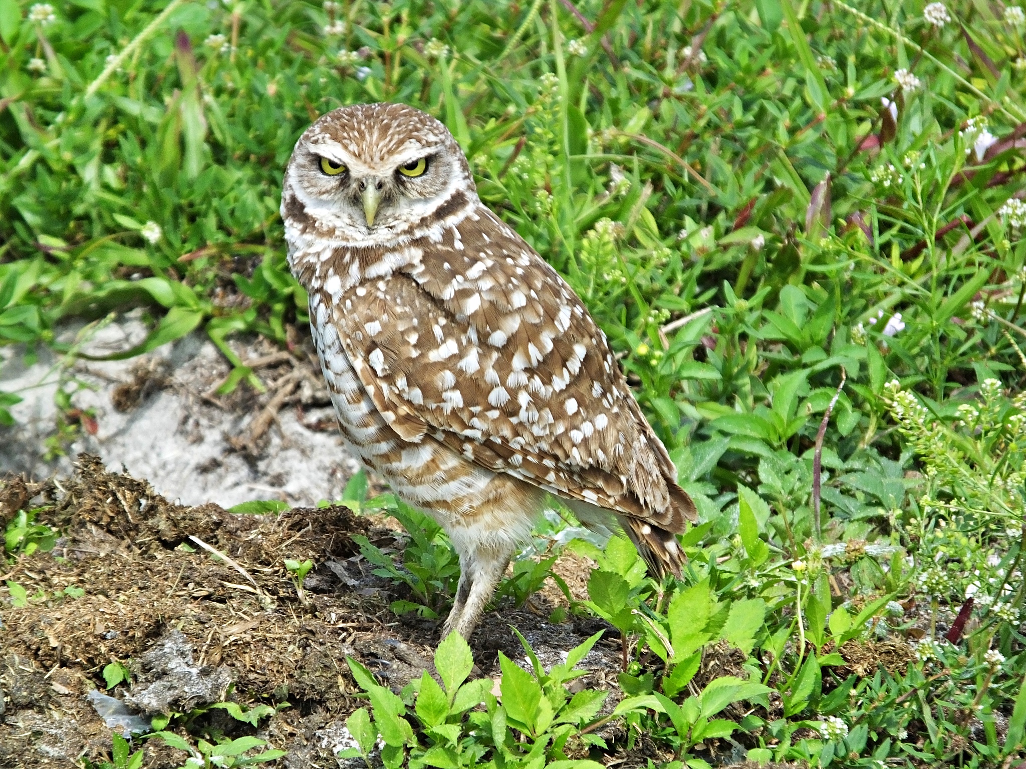 burrowing owl (athene cunicularia) staring