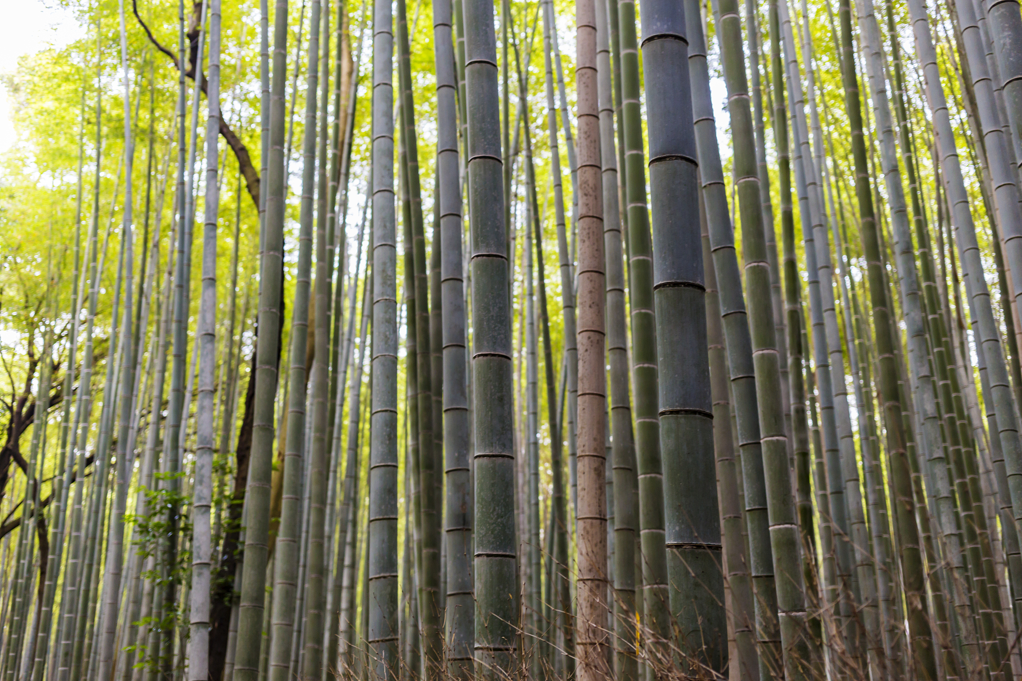 arashiyama bamboo forest in kyoto, japan