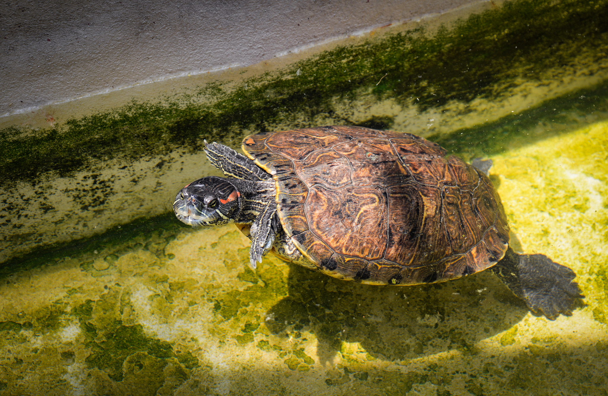 turtle swimming water pond