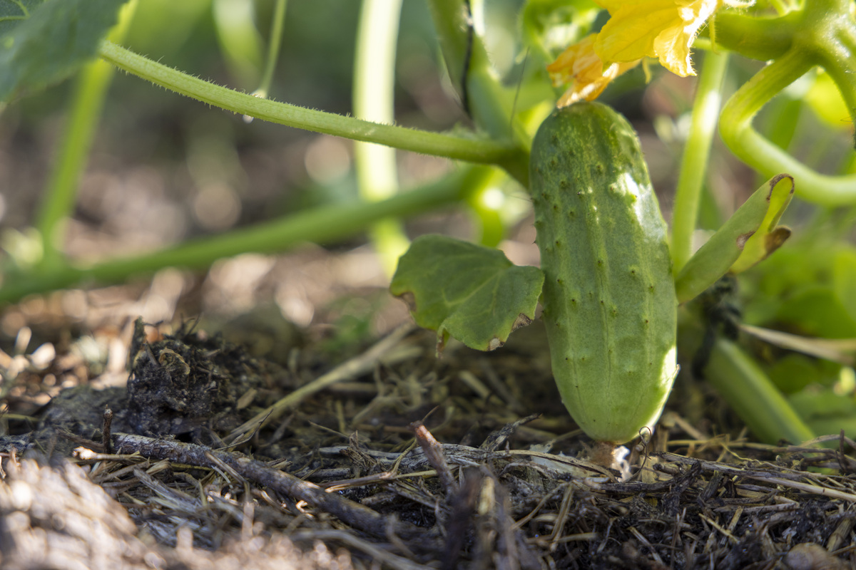 黄瓜育种方案：从选材到推广的完整流程