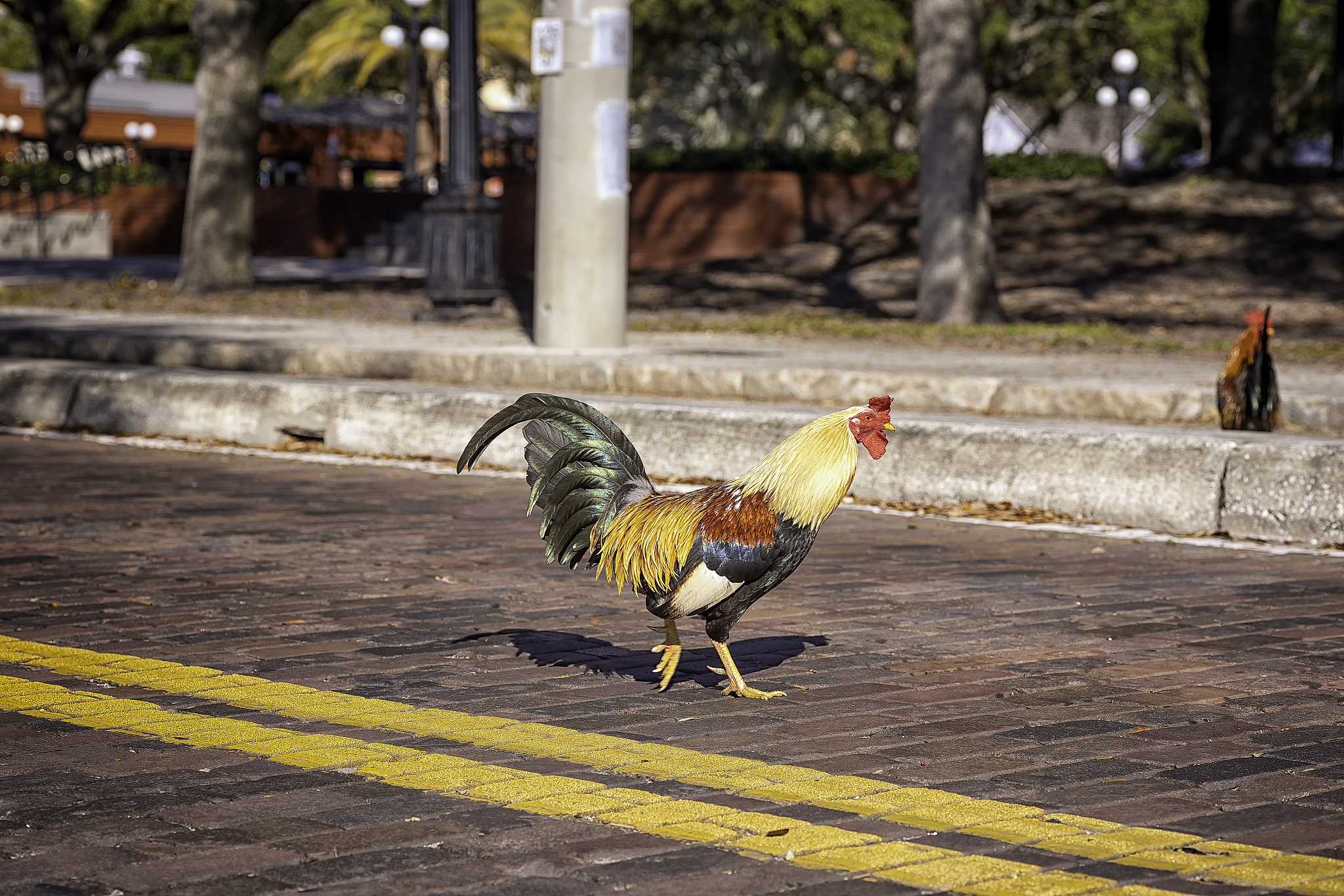 chicken crossing the road