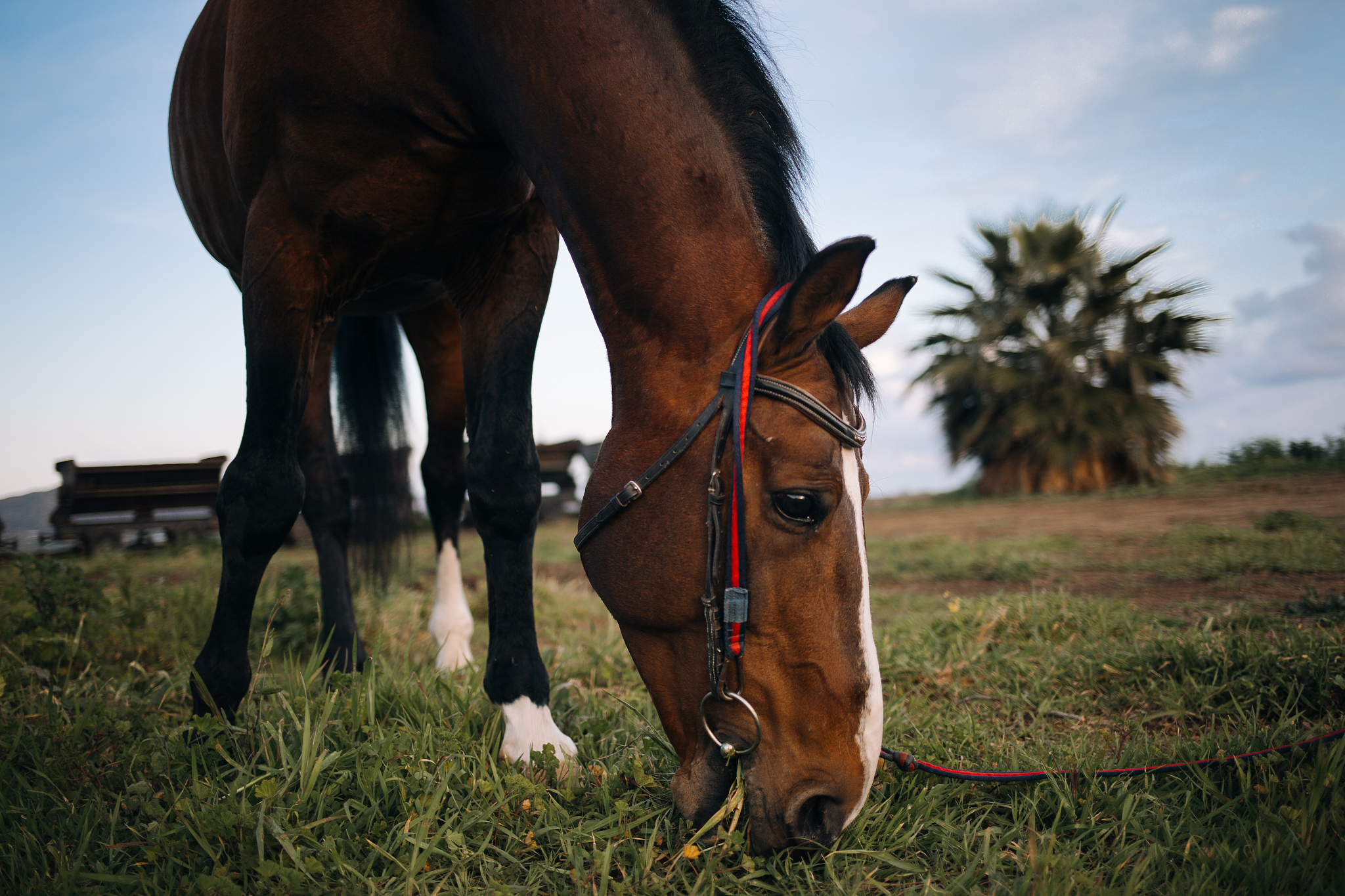 horse walking near at sand field