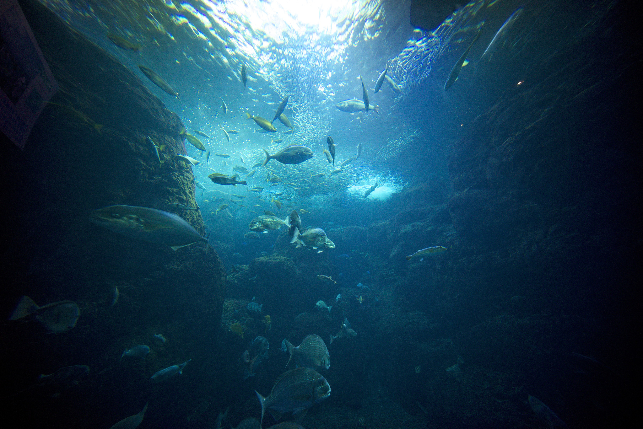 fishes