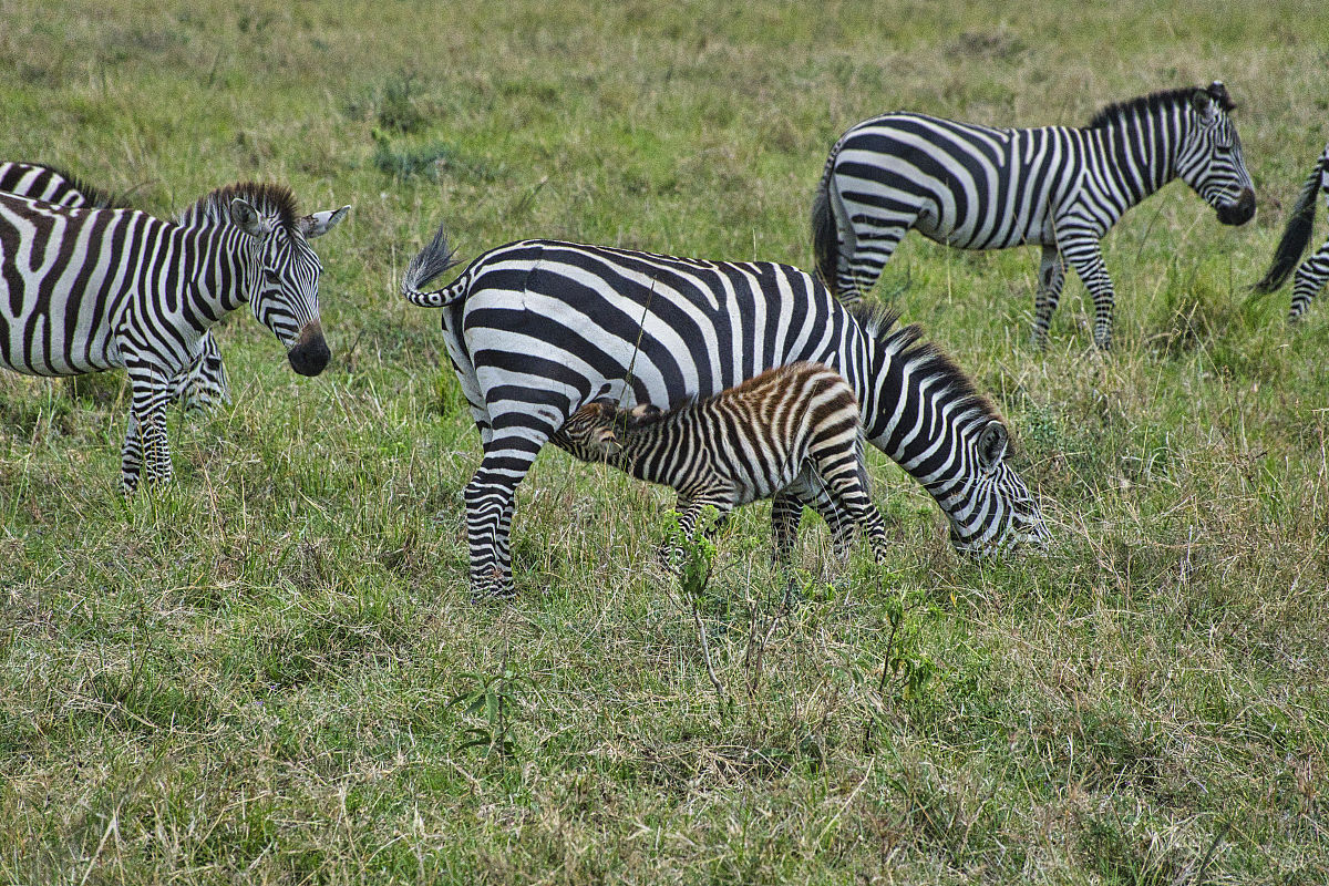 东趋西步是什么意思