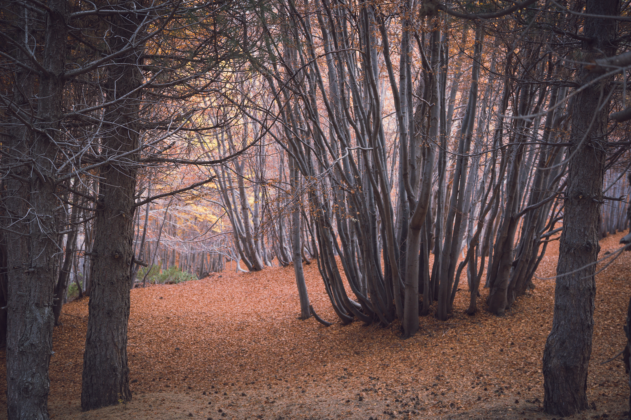 Versatile Toddler Climbing Arch: Safe, Eco-Friendly, & Enhances Skills