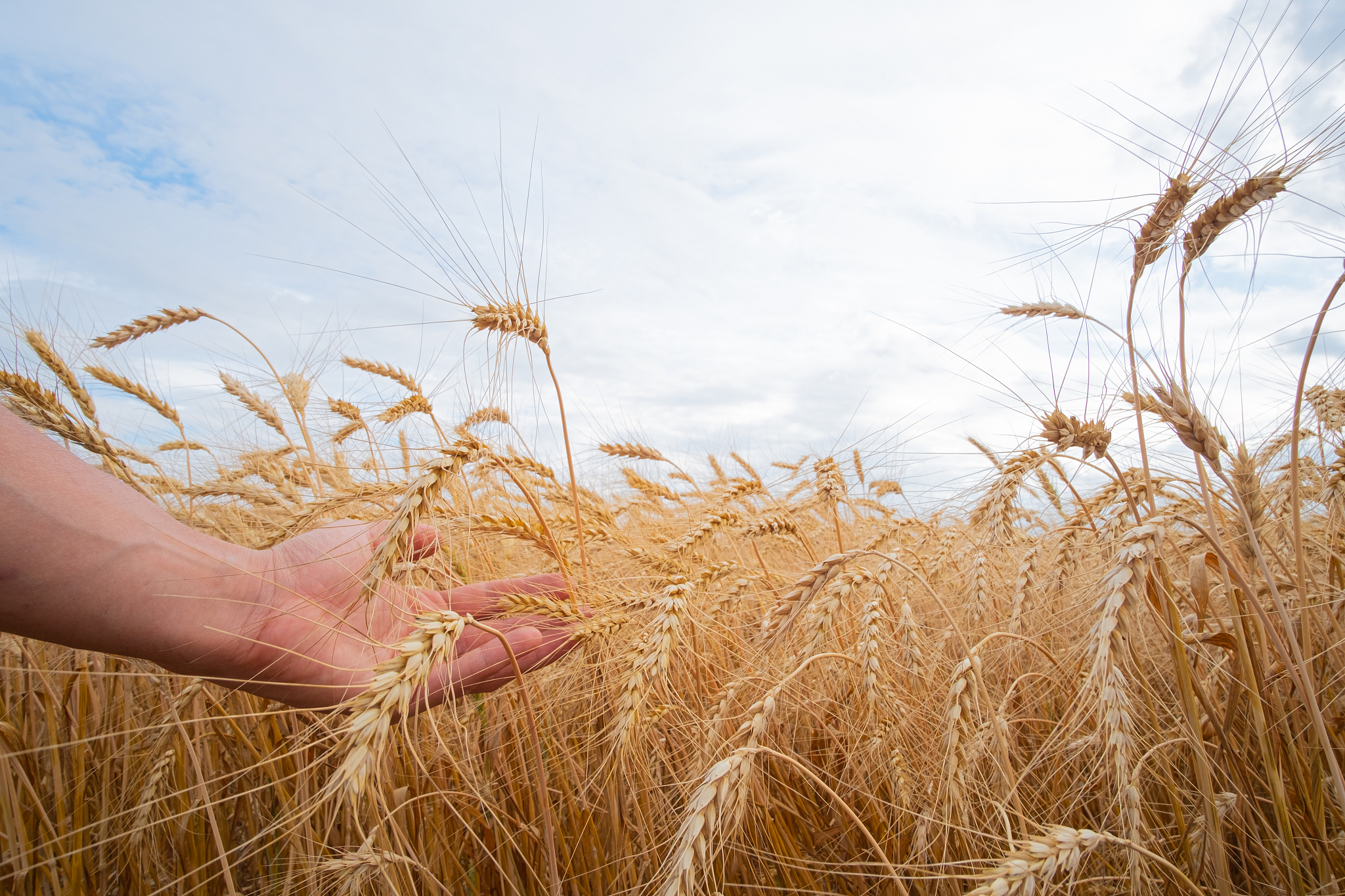 翻译：For wheat new varieties are typically developed by genetic crosses amongexisting varieties and thus the contribution of each new variety to the over-all crop diversity depends on their relatedness