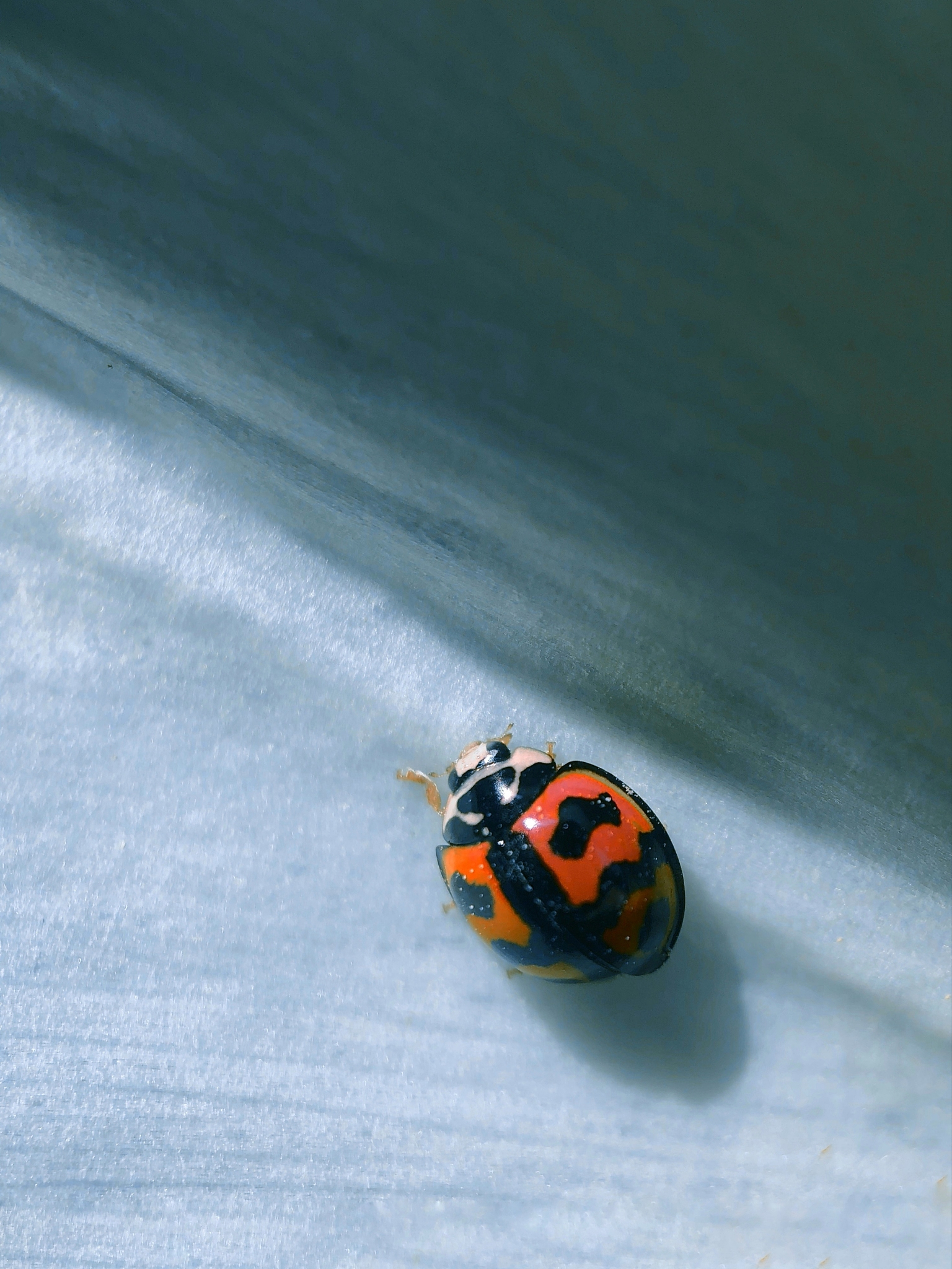 3分钟分镜头脚本范例：阳光下的少女漫步