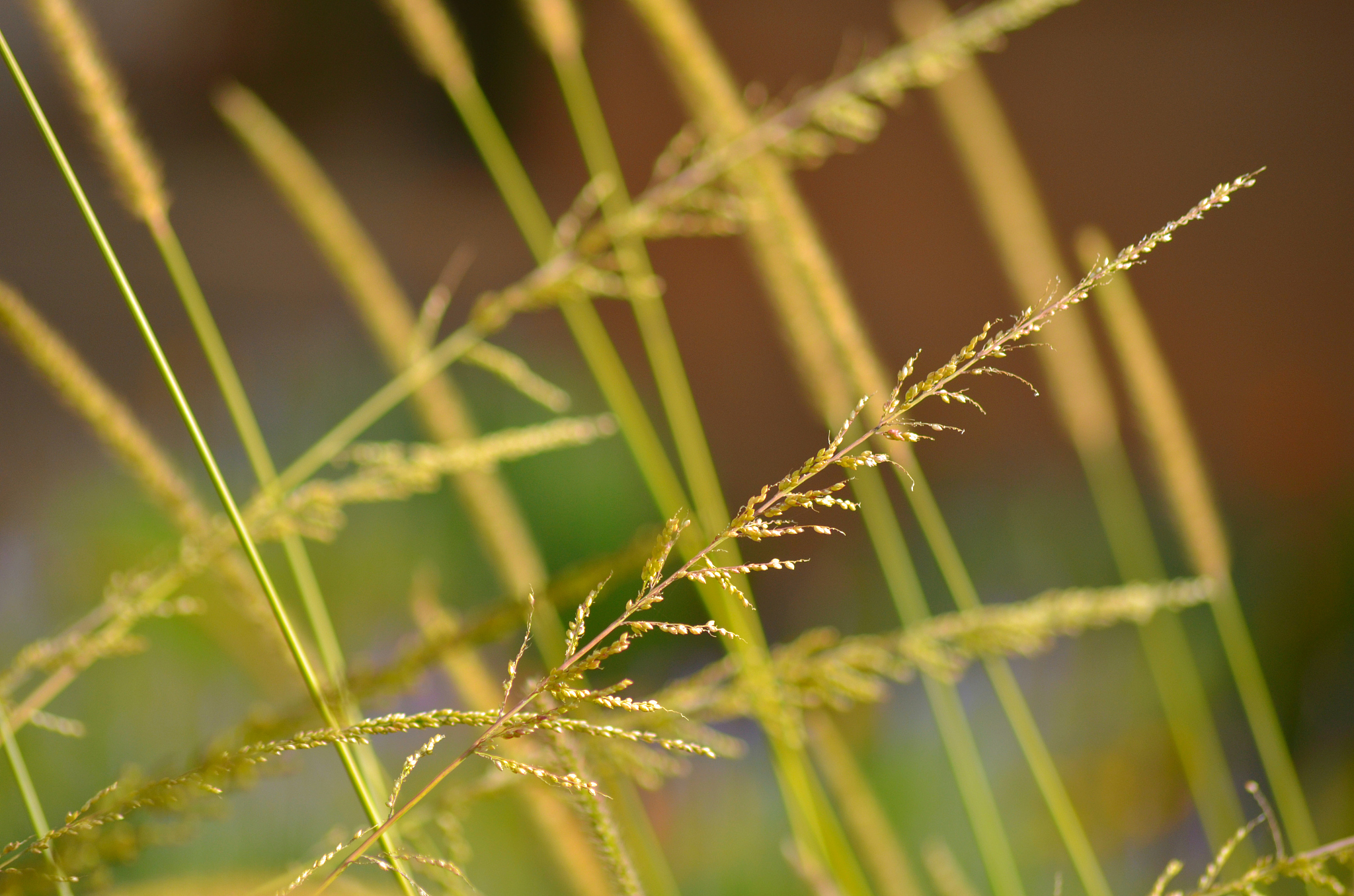 grass
