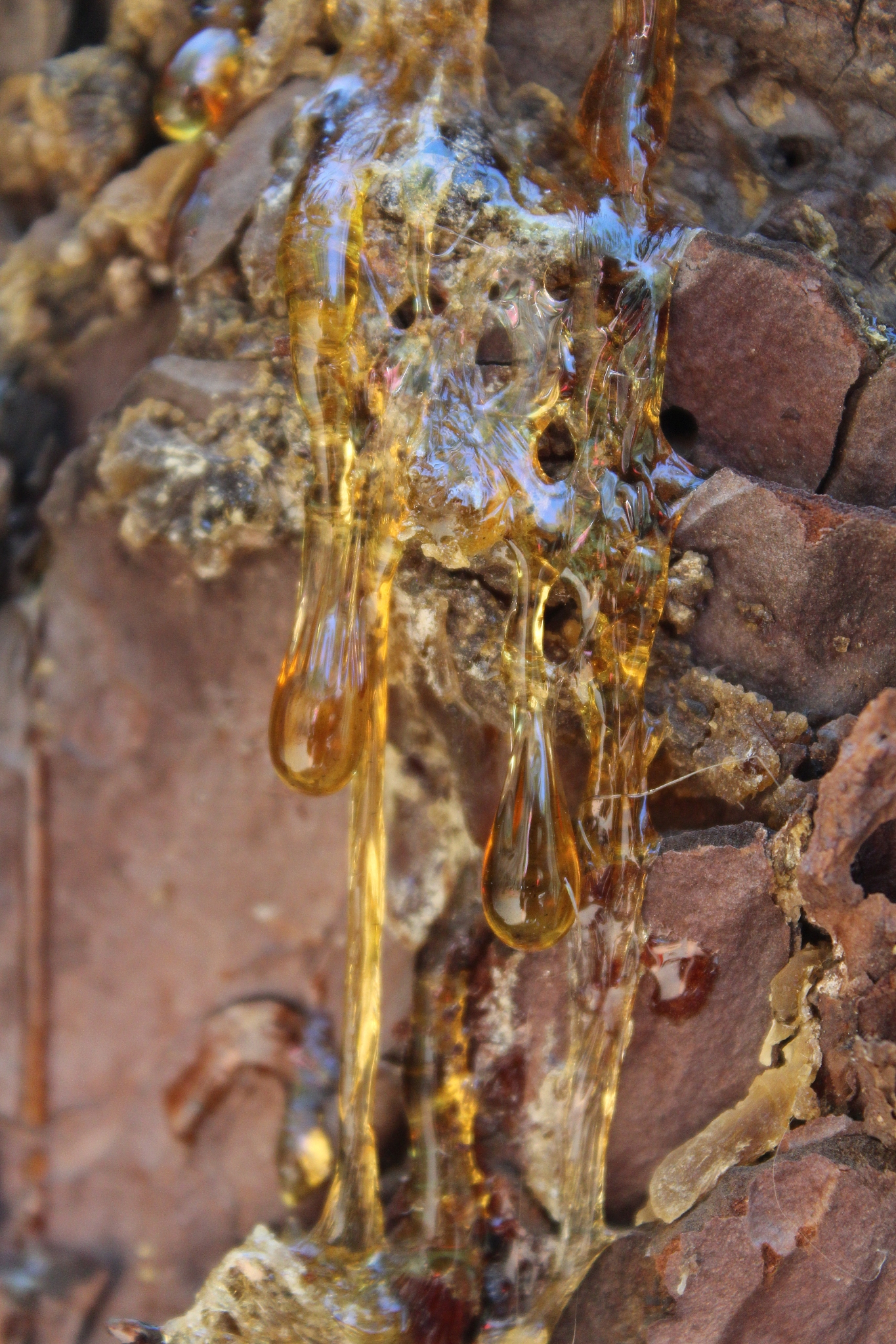 la palma island, canary islands- close-up of rosin on canary pin