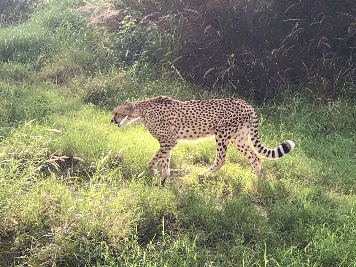 猎豹的百米成绩