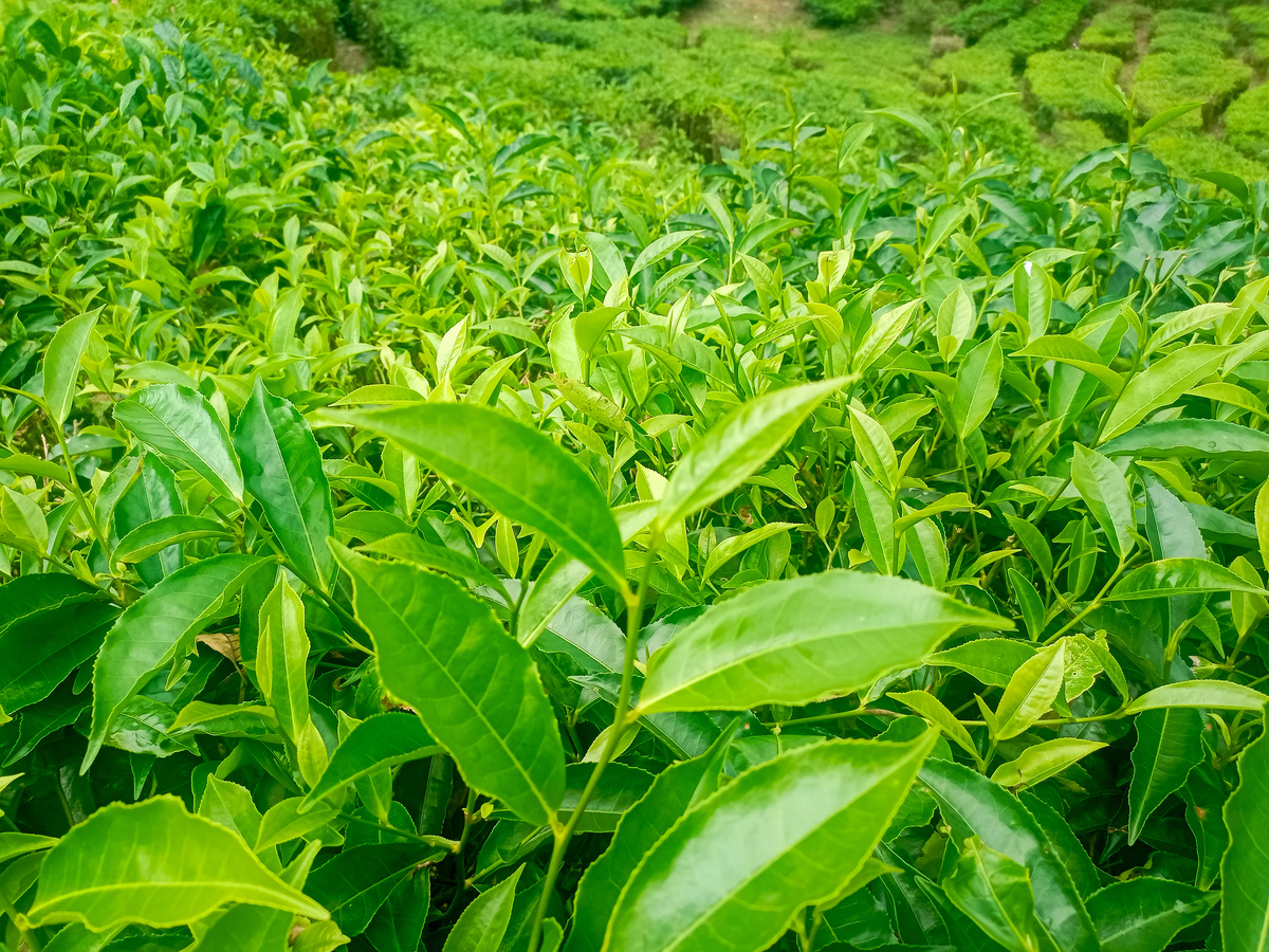 茶树品种介绍 - 大叶种、小叶种、乌龙种、绿茶种等品种详解