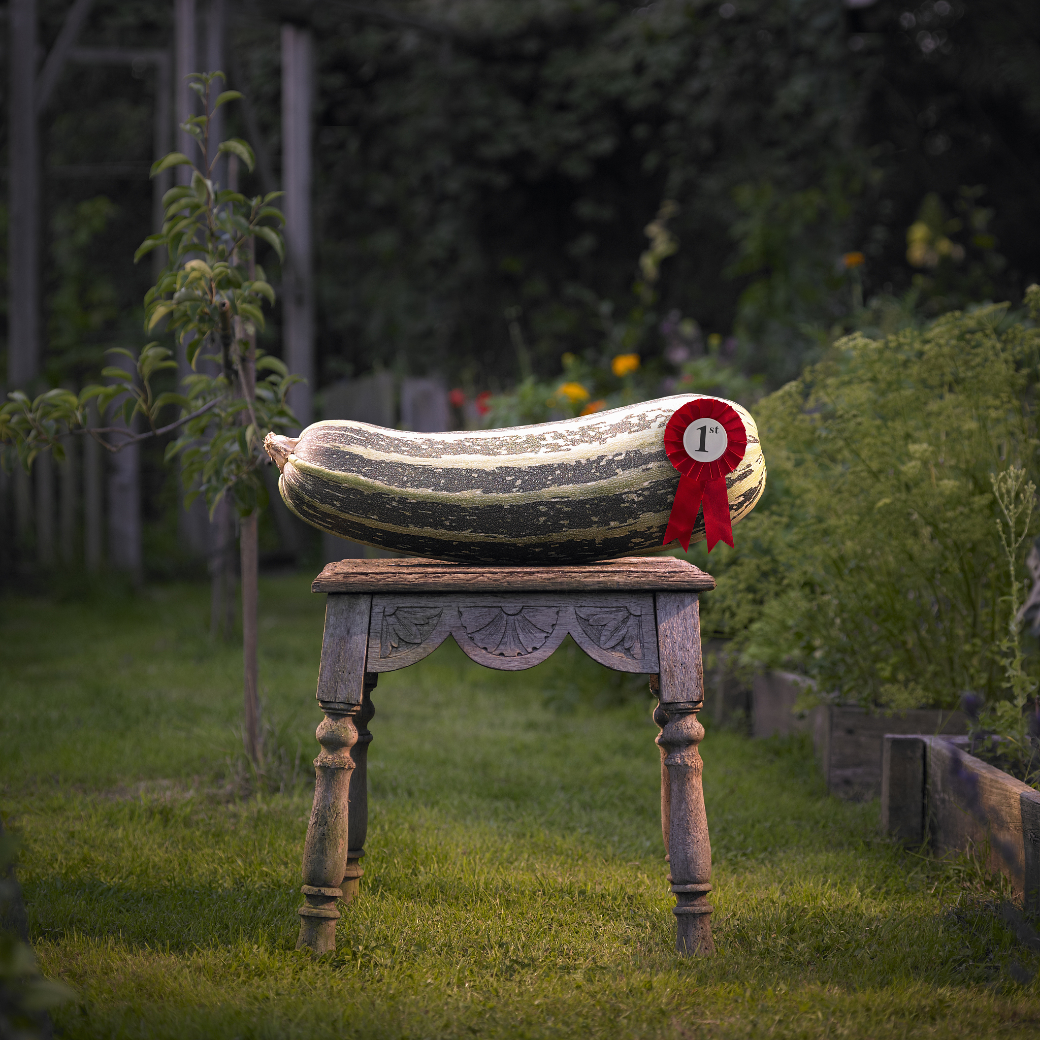 prize marrow in garden.
