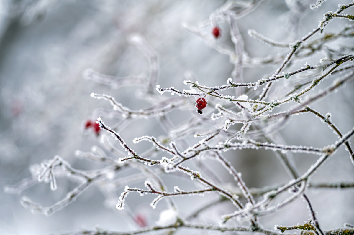 风停雪静人无迹, 唯有寒鸦栖树梢