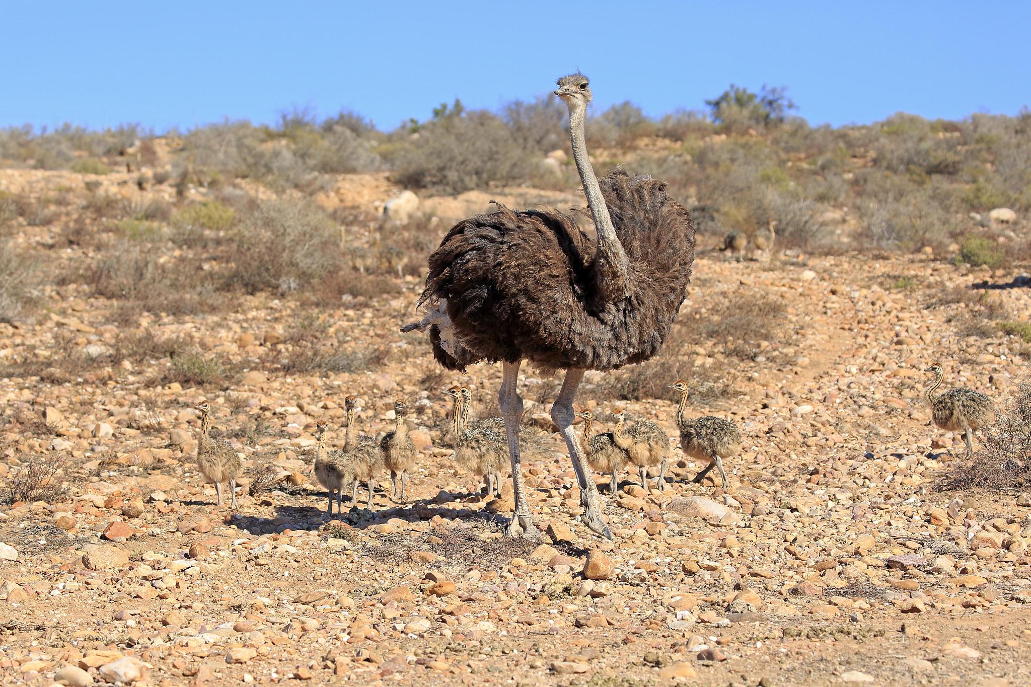 请扮演一个专业的当地人为我提供去南非的注意事项