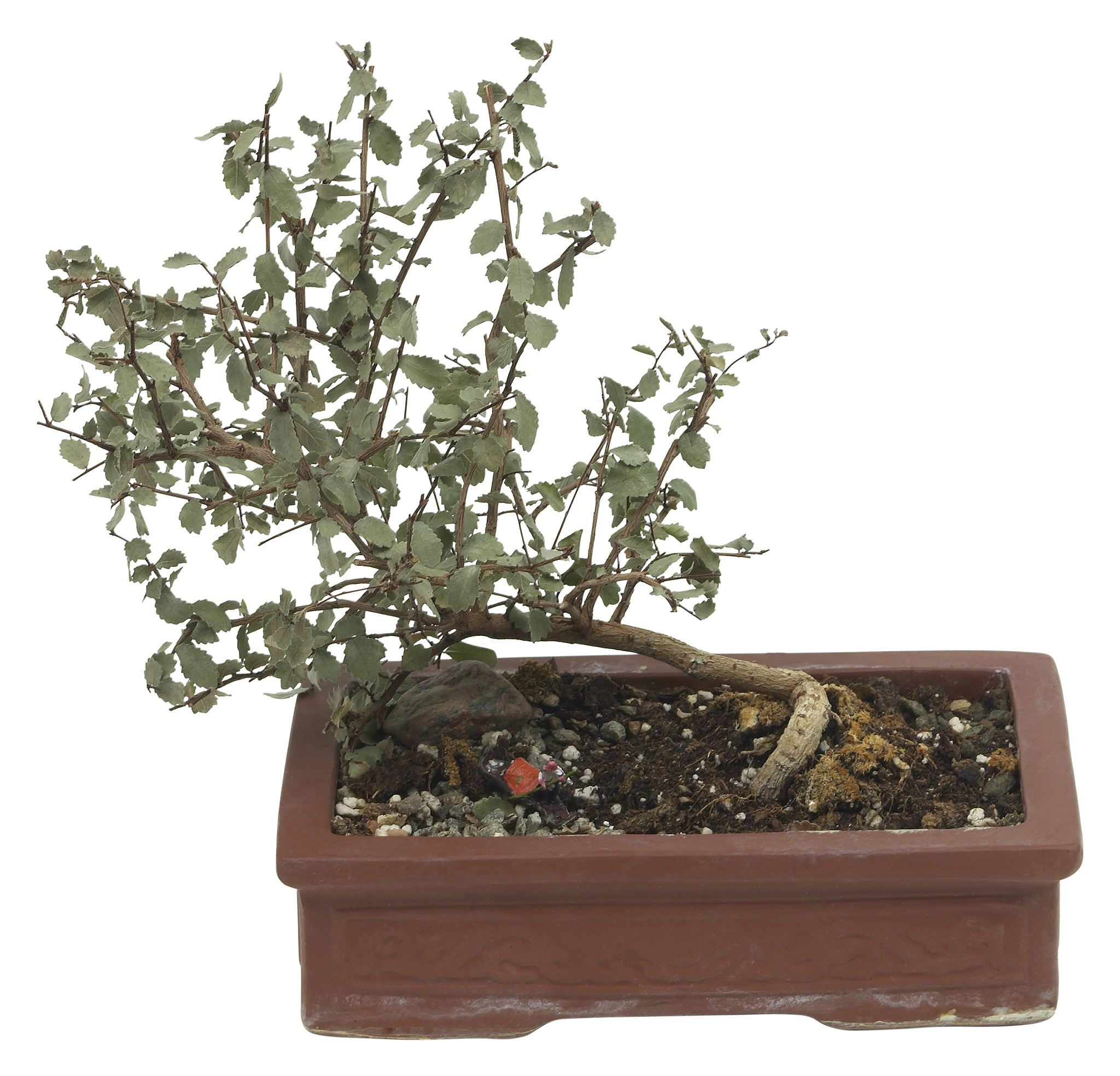 茉莉花爆盆秘诀：从选盆到养护，全方位指南