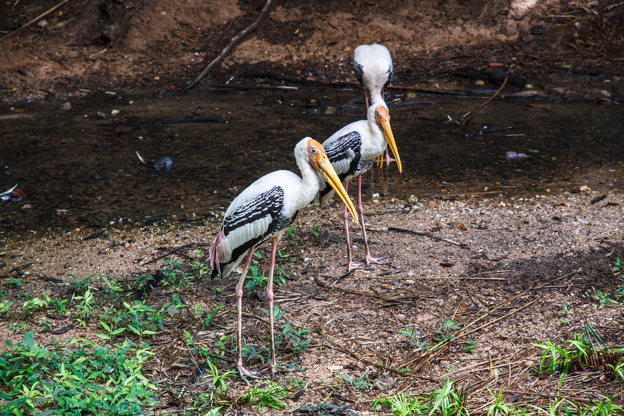 棕背伯劳仿生：揭秘鸟类设计灵感，开启机器人新纪元
