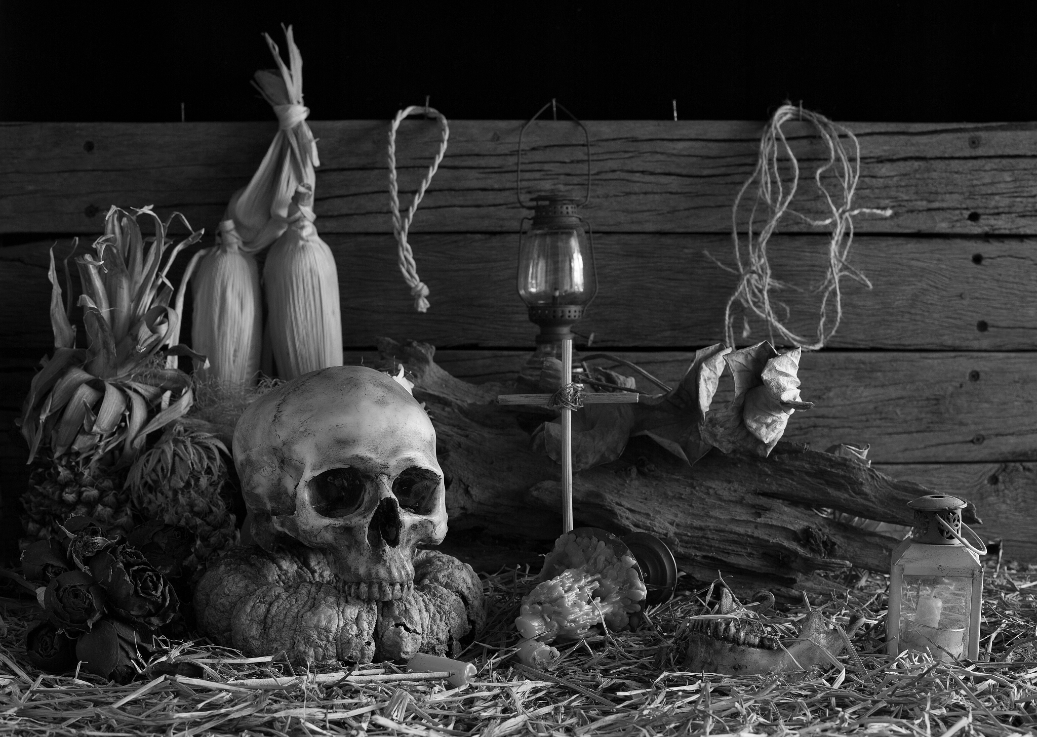 old skull in barn
