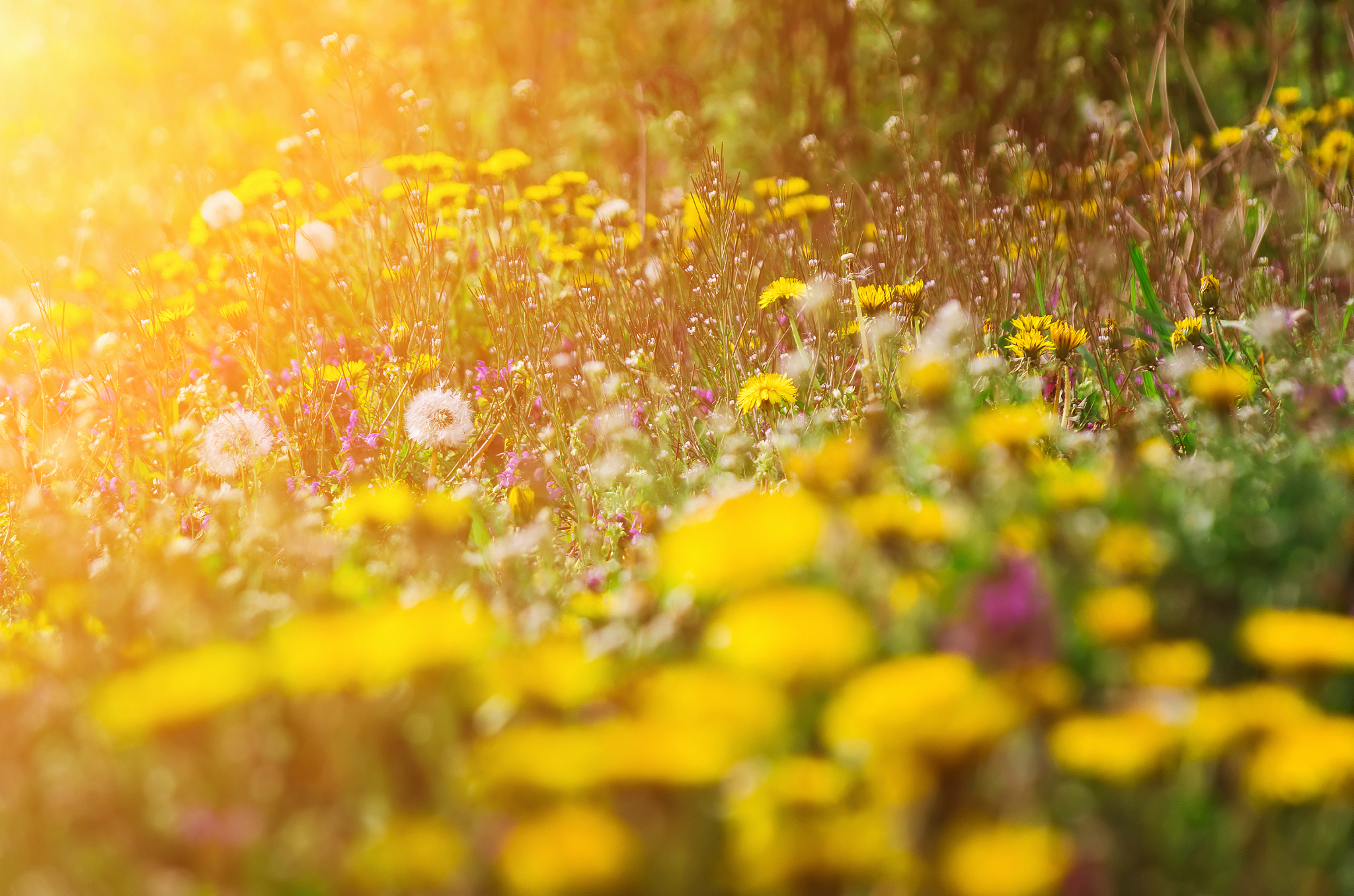 淡黄色花海摄影图片：如梦如幻的唯美意境