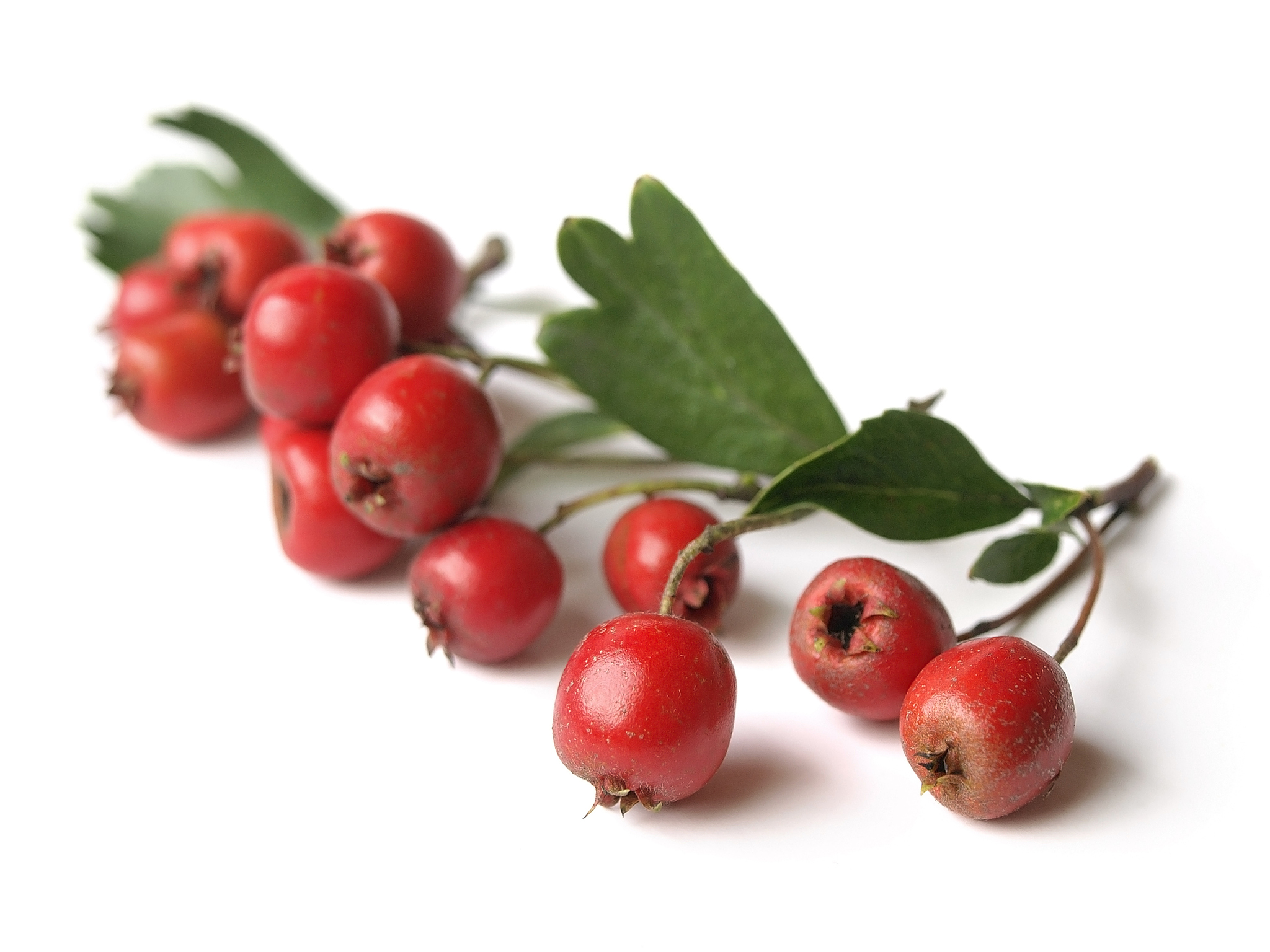 hawthorn (crataegus)