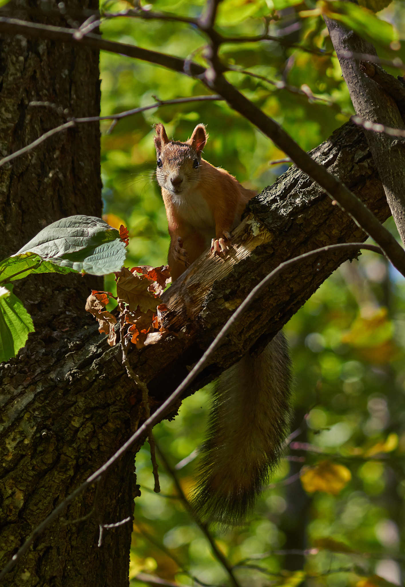 松鼠欢叫抖落雨珠，雨后松林的奇妙景象