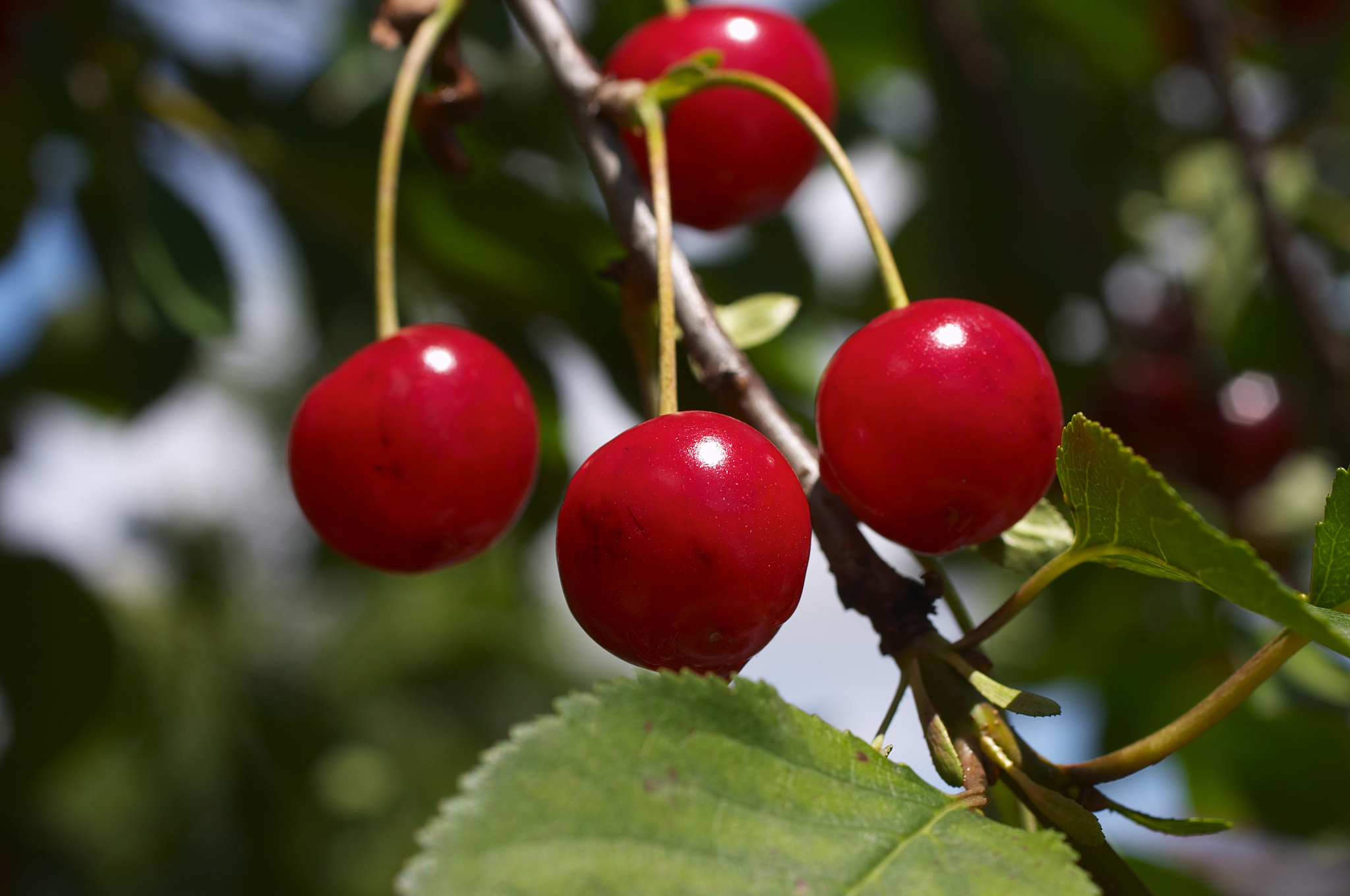 summer fruit luscious red cherries