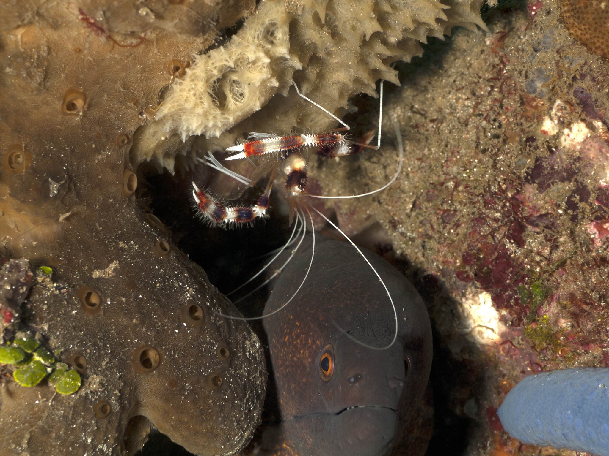 Shrimp Shell Color Variations: Yellow and Red