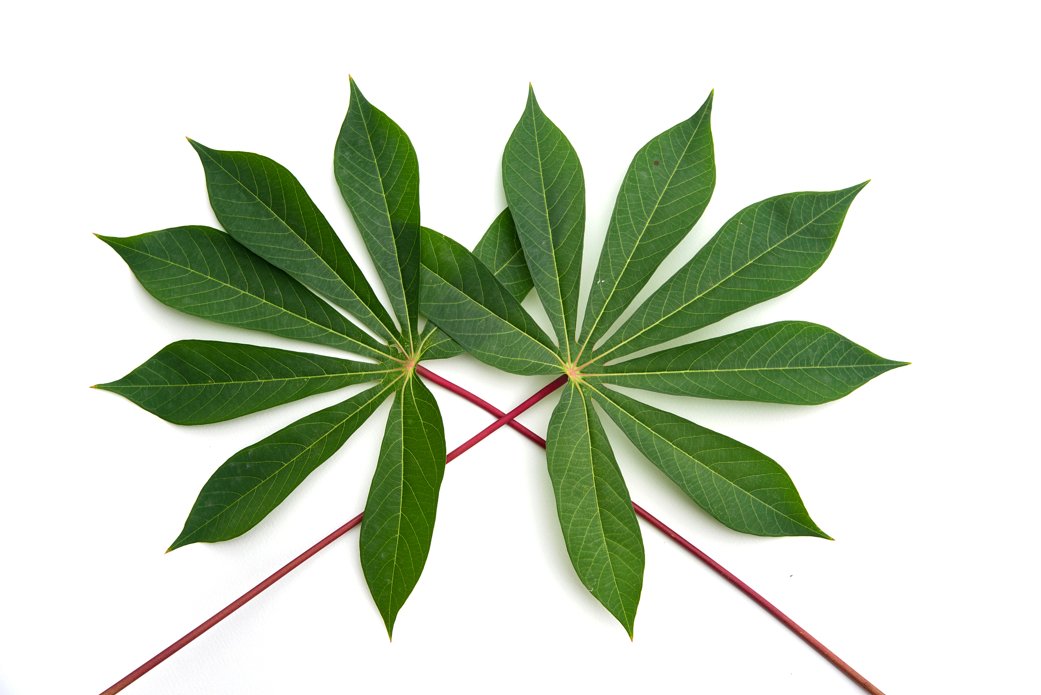 green leaves on white background
