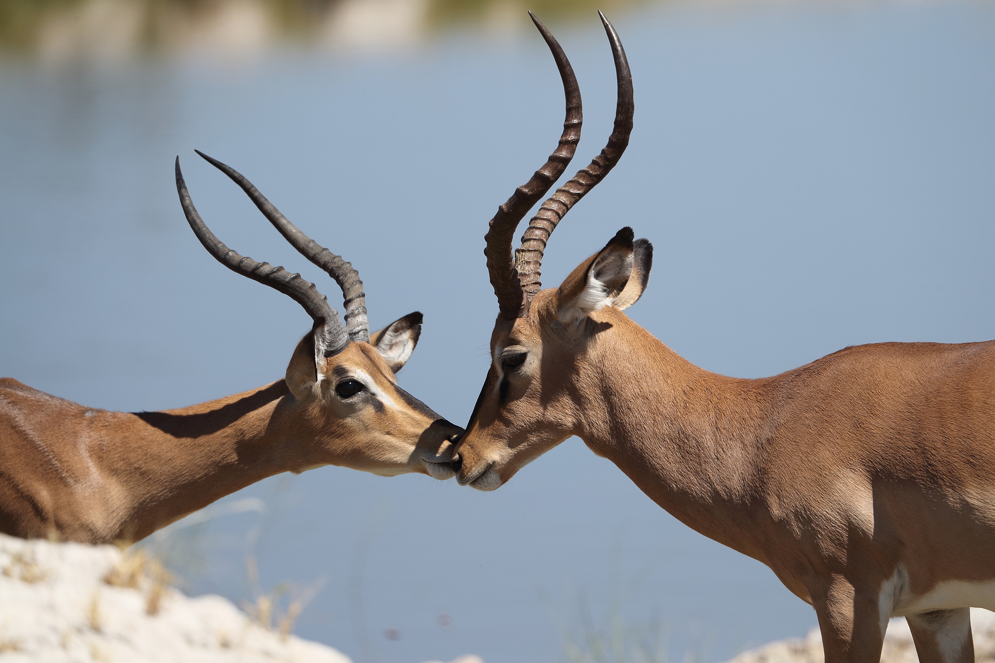 wild animal kenya