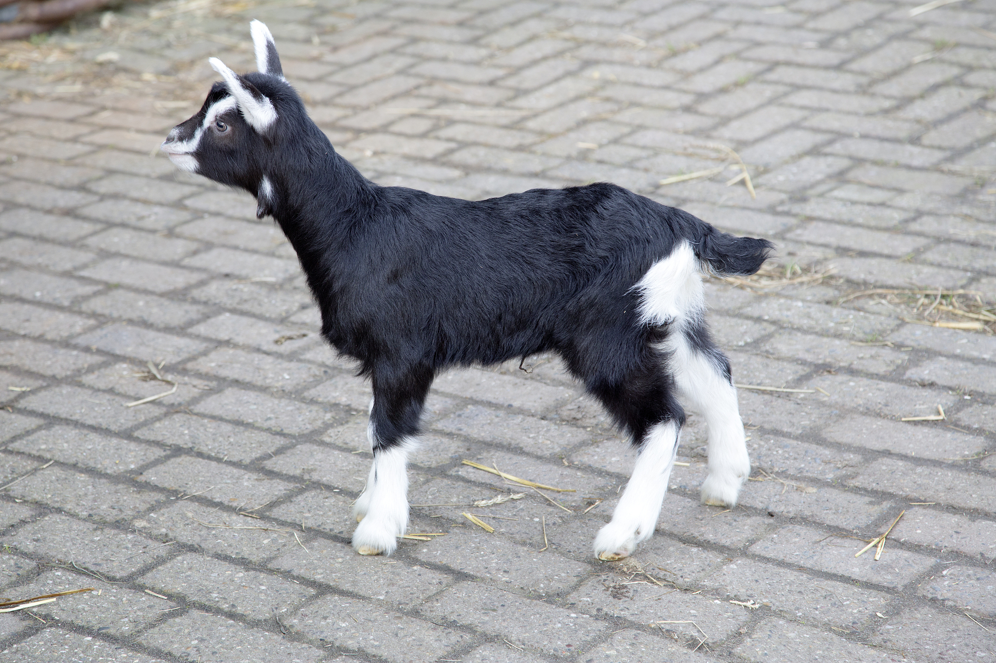 英雄联盟S13瑞士轮八强预测：RNG、DWG KIA、T1等战队强势争夺