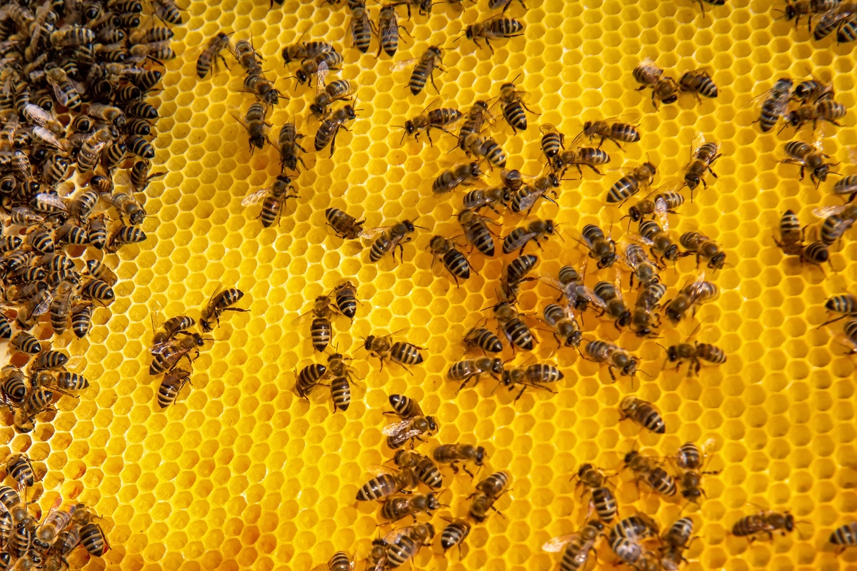 2019蜂学专业就业前景和就业方向分析