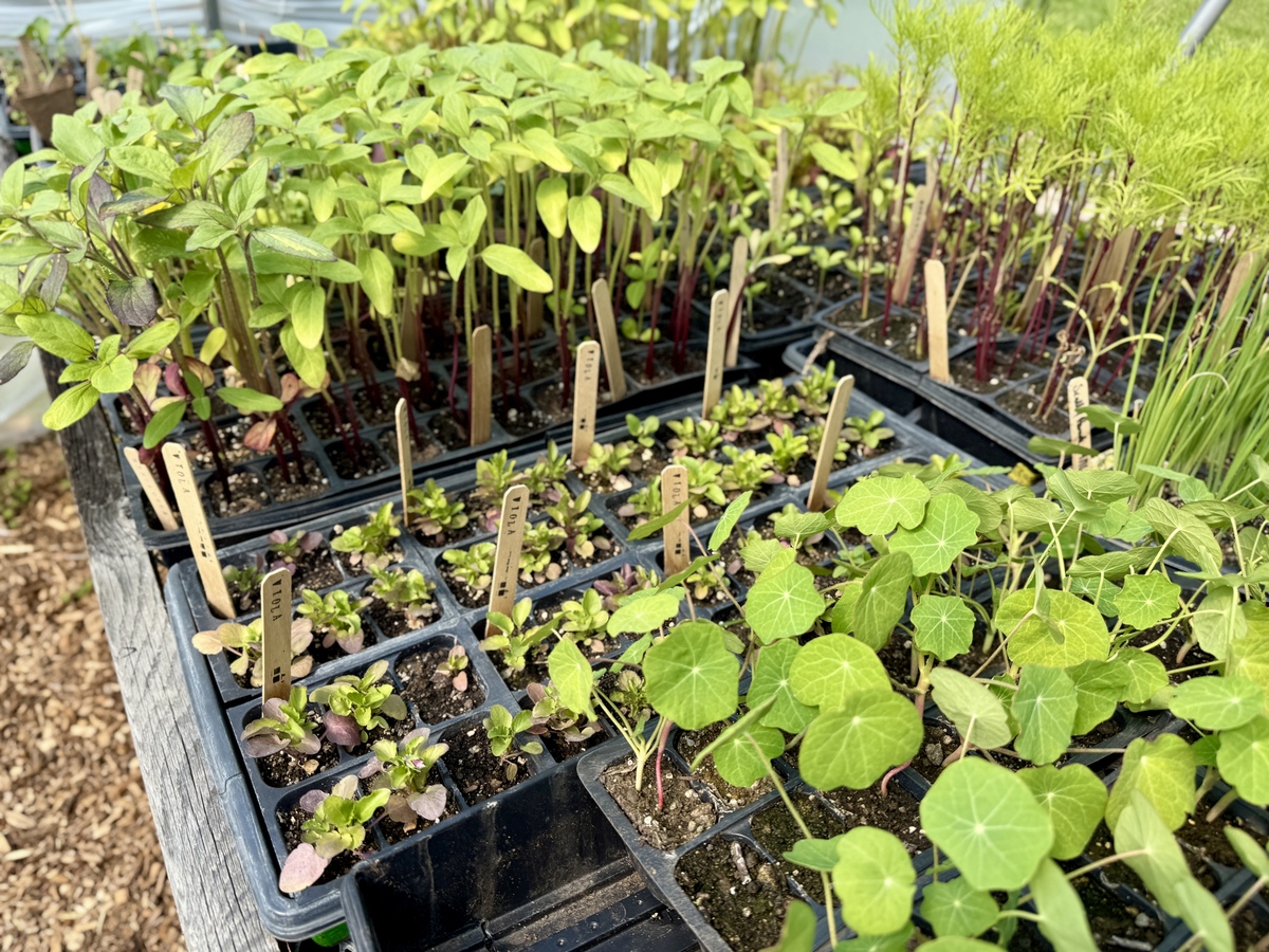 无土栽培基质：植物生长的秘密武器