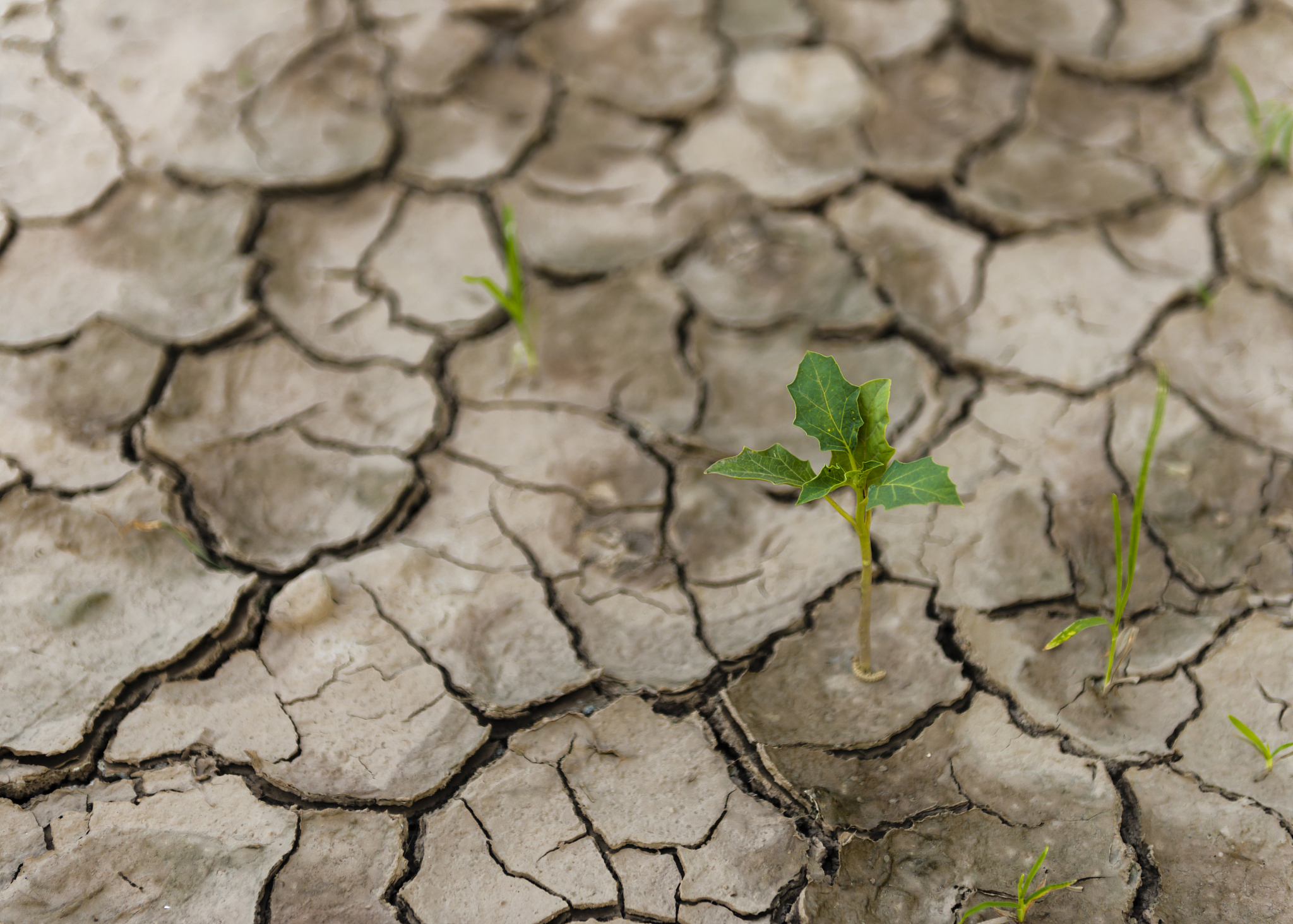 Journal of Arid Environments: 干旱环境研究期刊