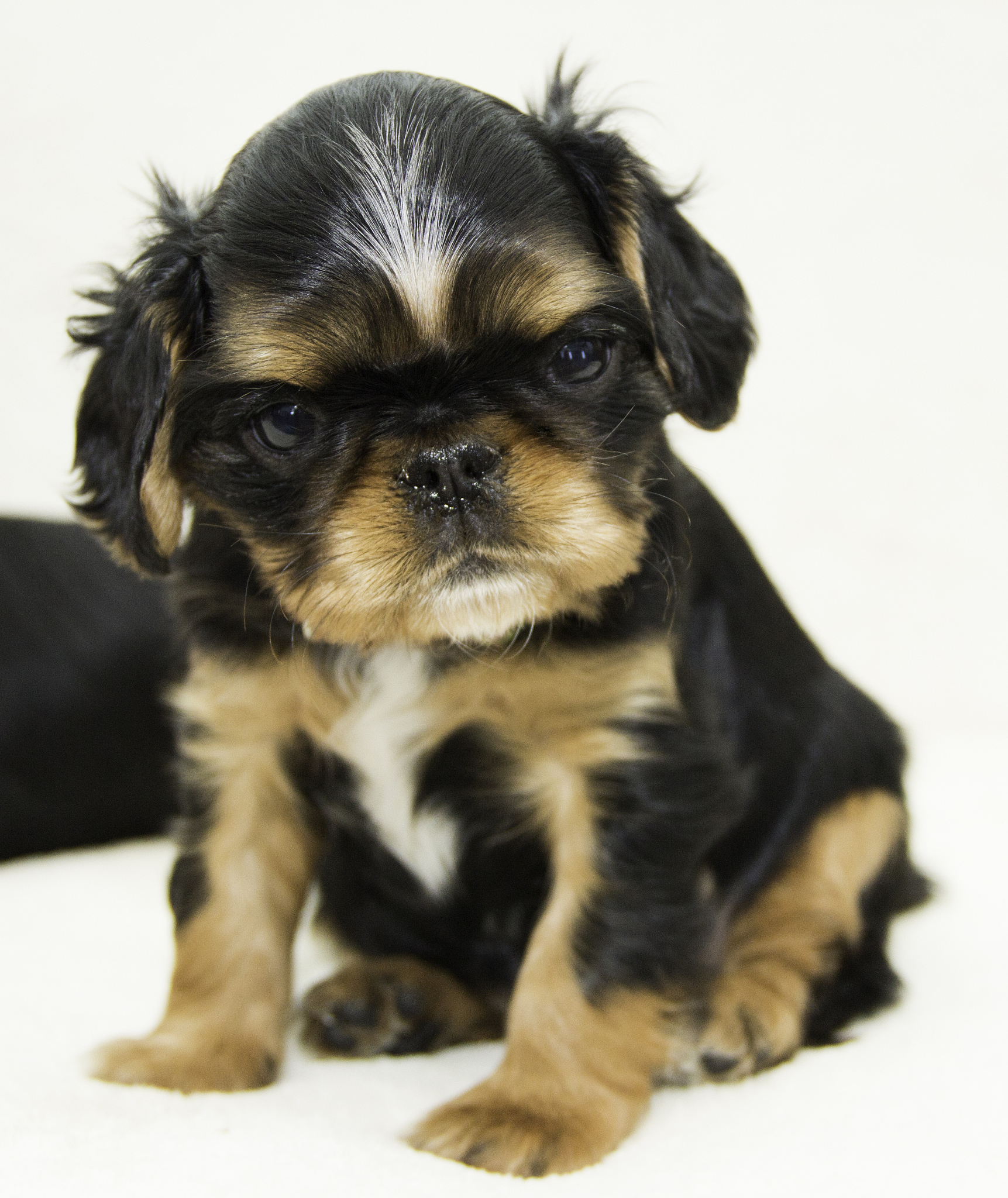 六枝特区技工学校宠物养护与经营专业：课程设置与就业前景