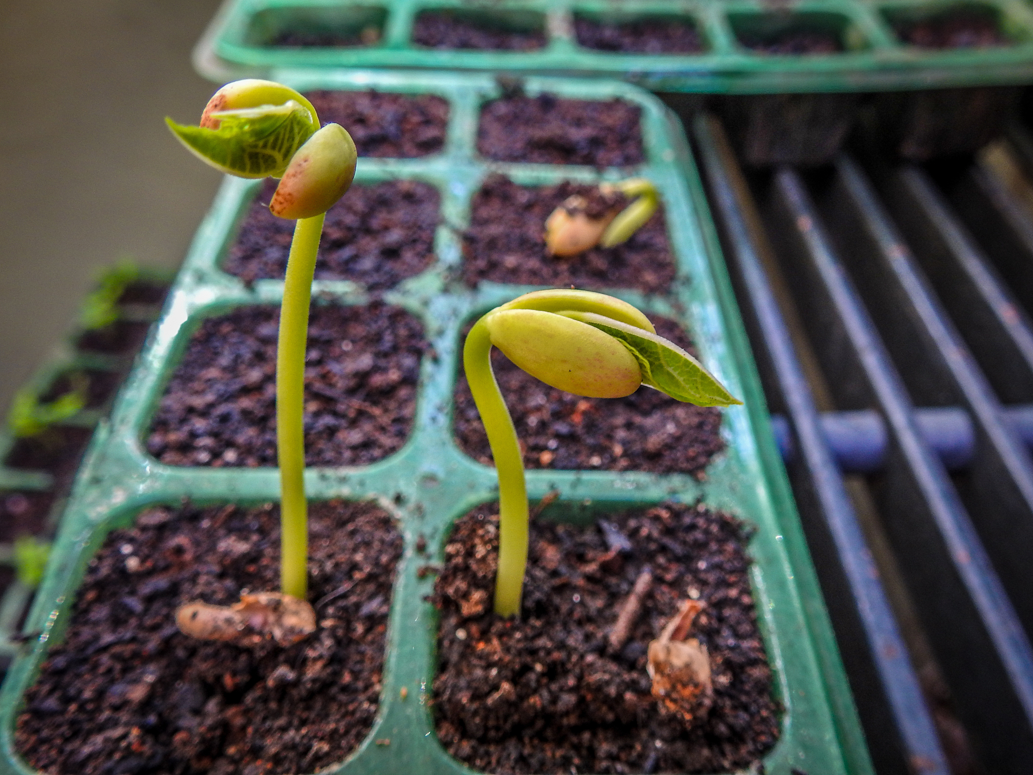 凤仙花种子在不同盐浓度下的胁迫效应