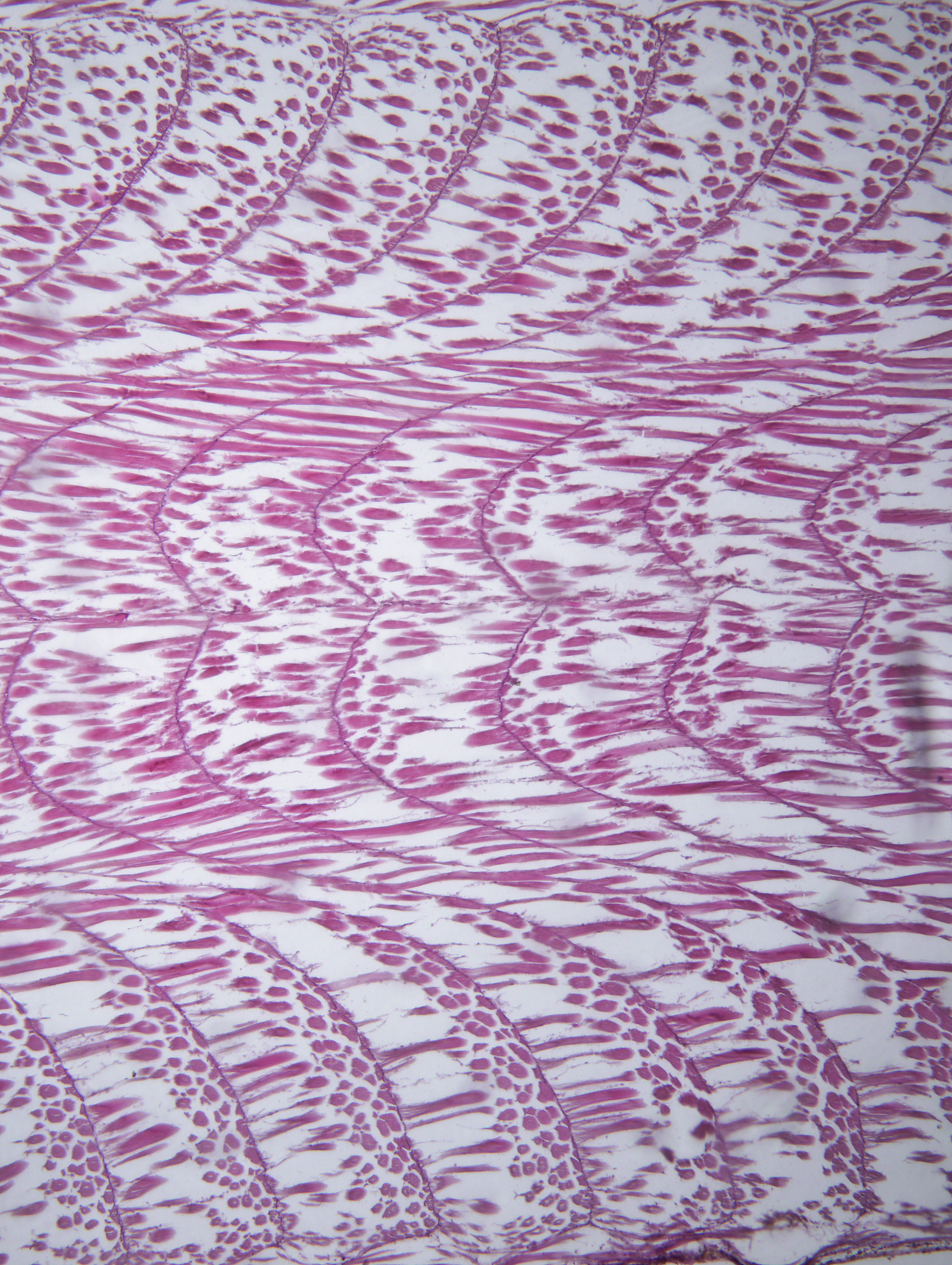 羟脯氨酸（Hyp）对肌肉质量的影响：研究综述