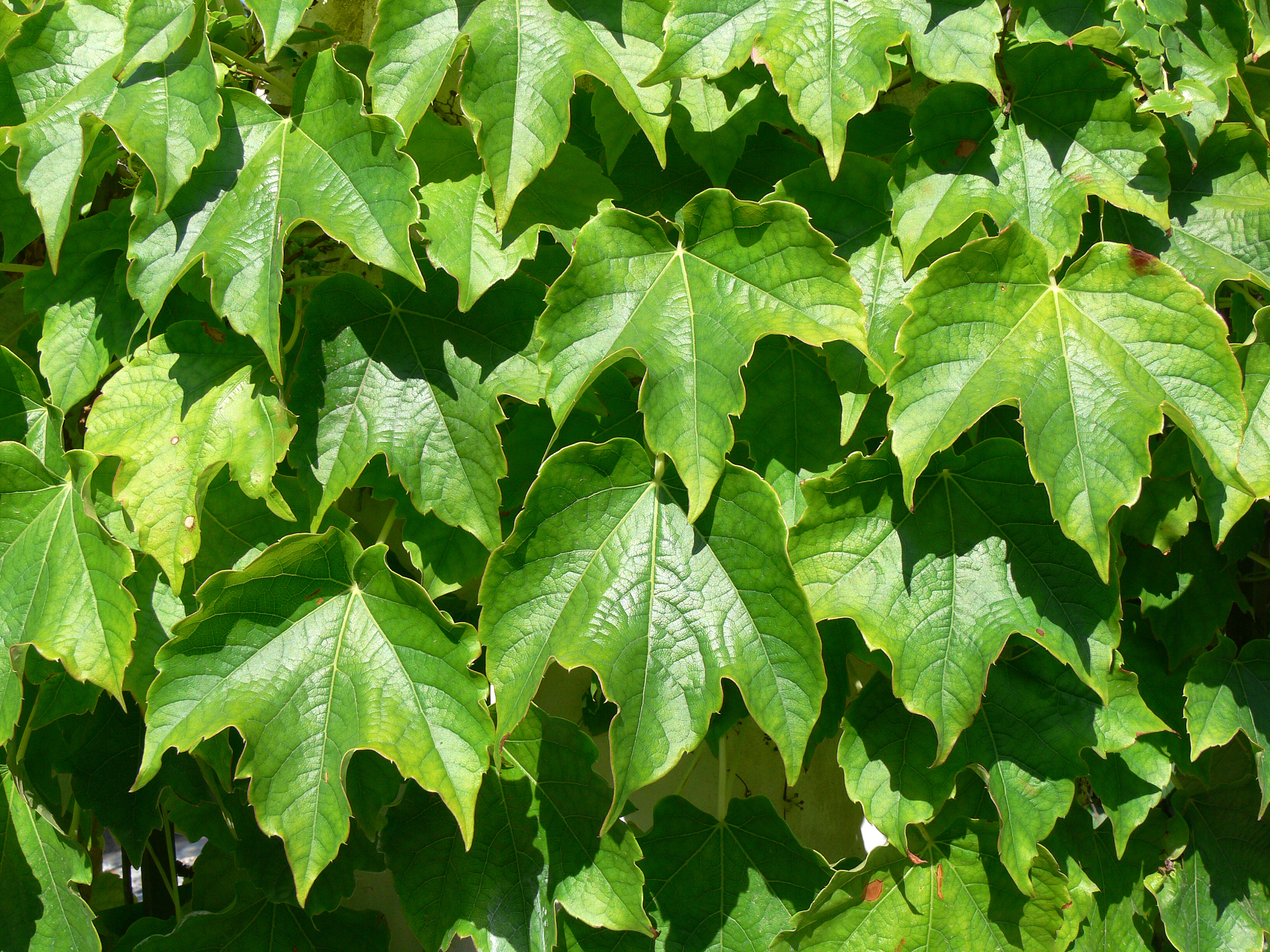 plant