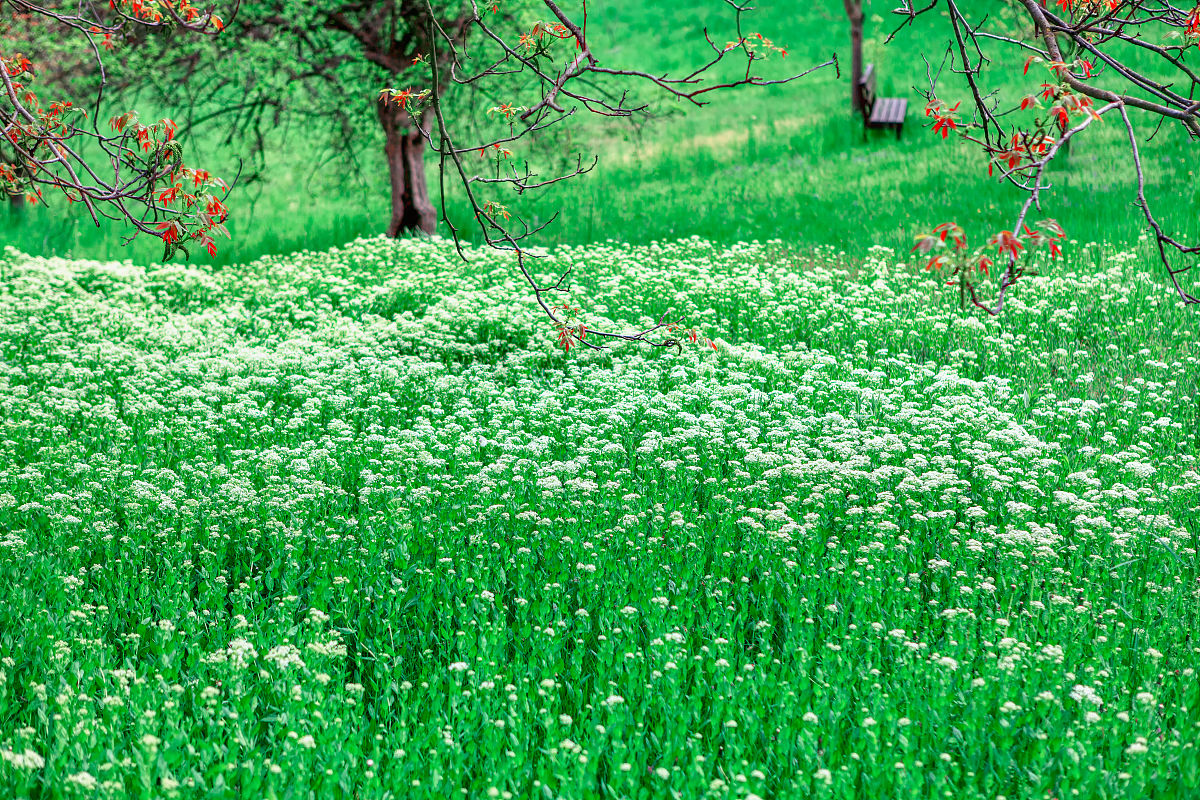 800字的散文，题目是春景