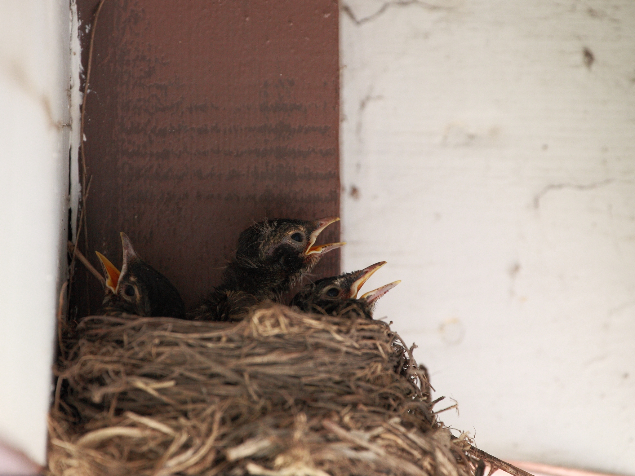 被遗弃的角落孩子：孤独的迷途小鸟