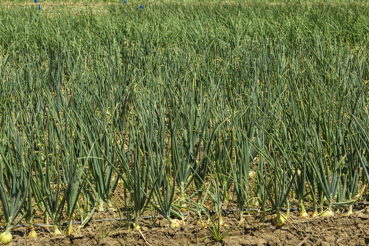 大蒜种子能种出小葱吗？