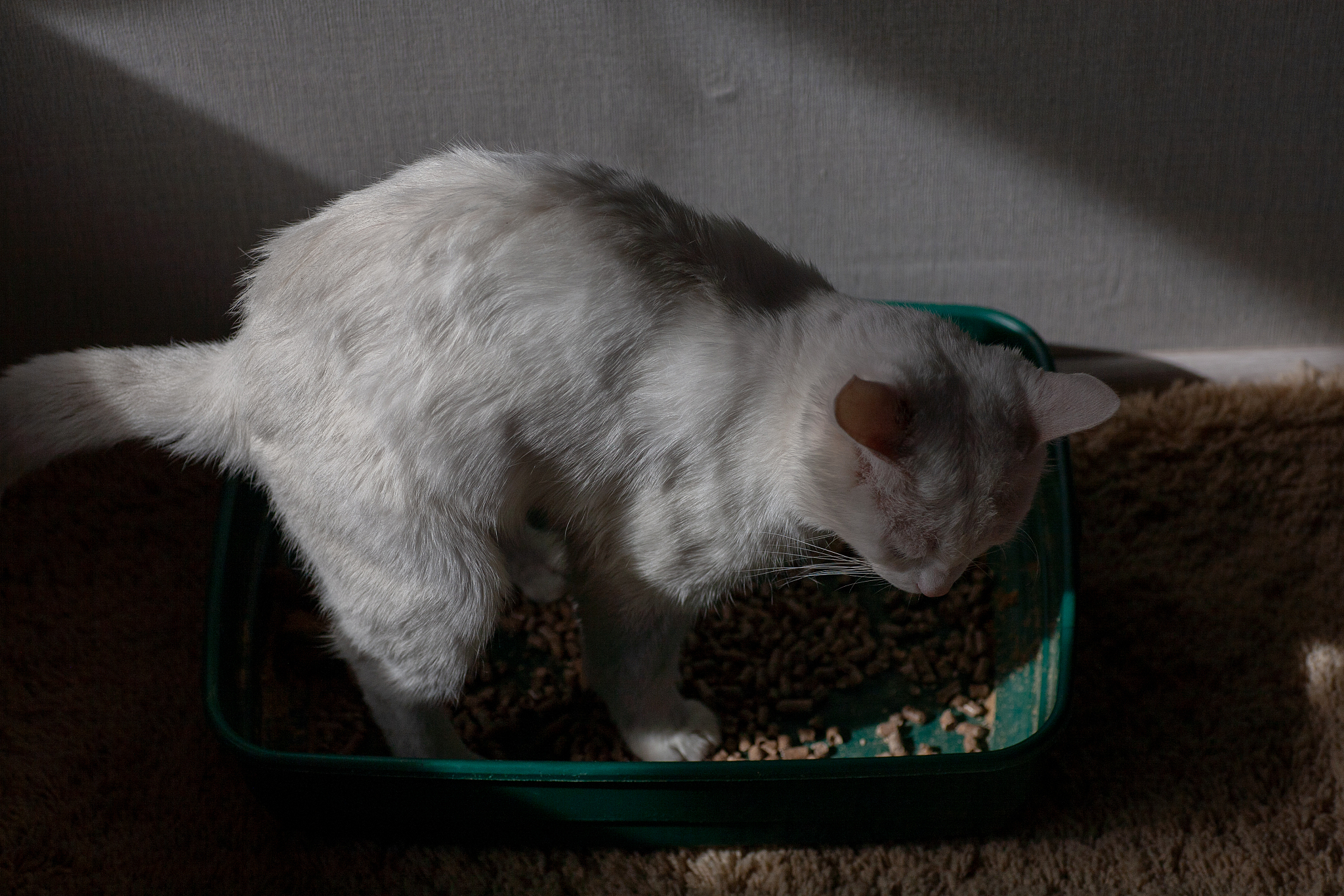 cat overweight constipated sick trying to go to the bathroom