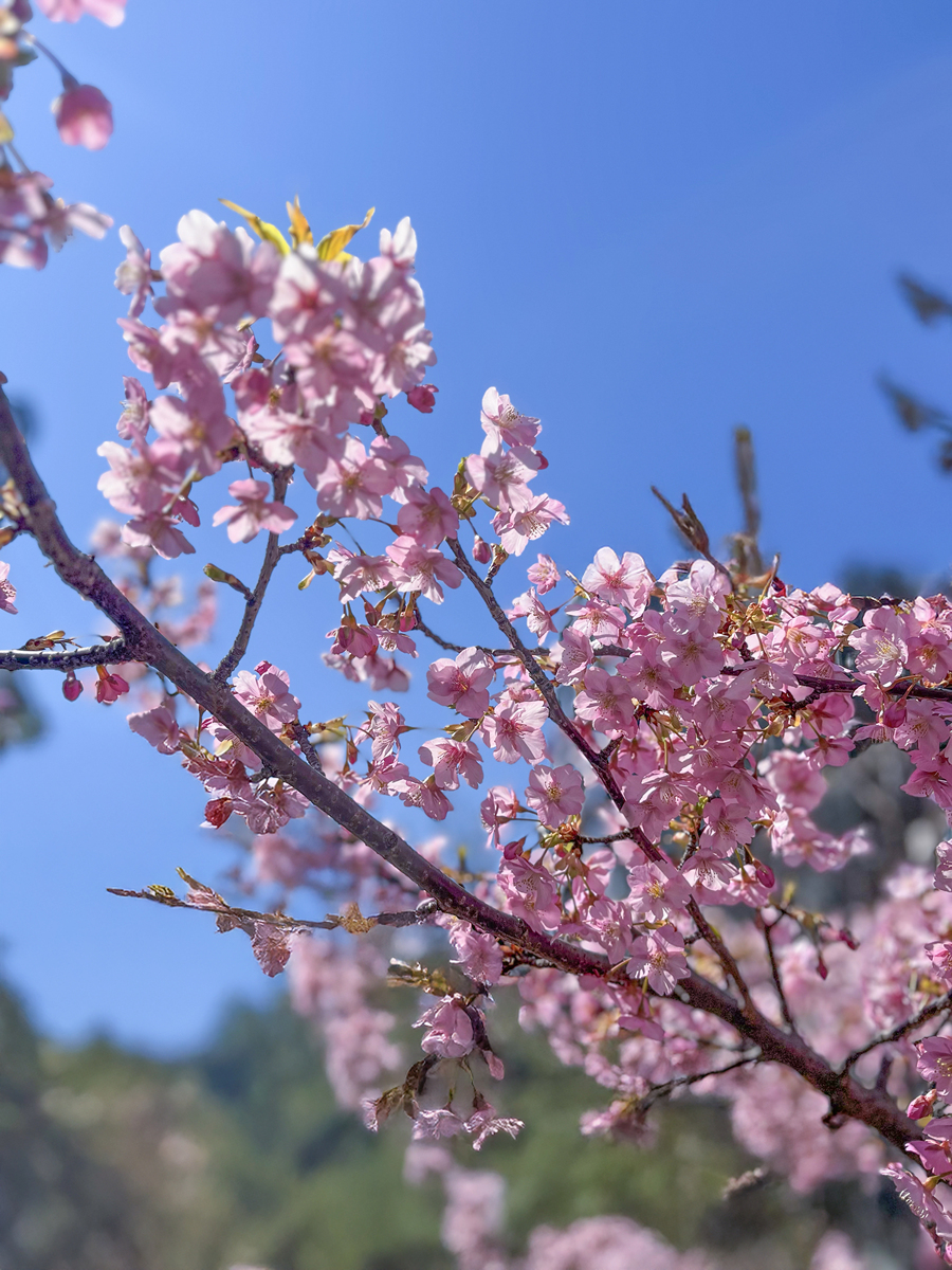 三月桃花水，春之明镜 | 描写春景的优美散文