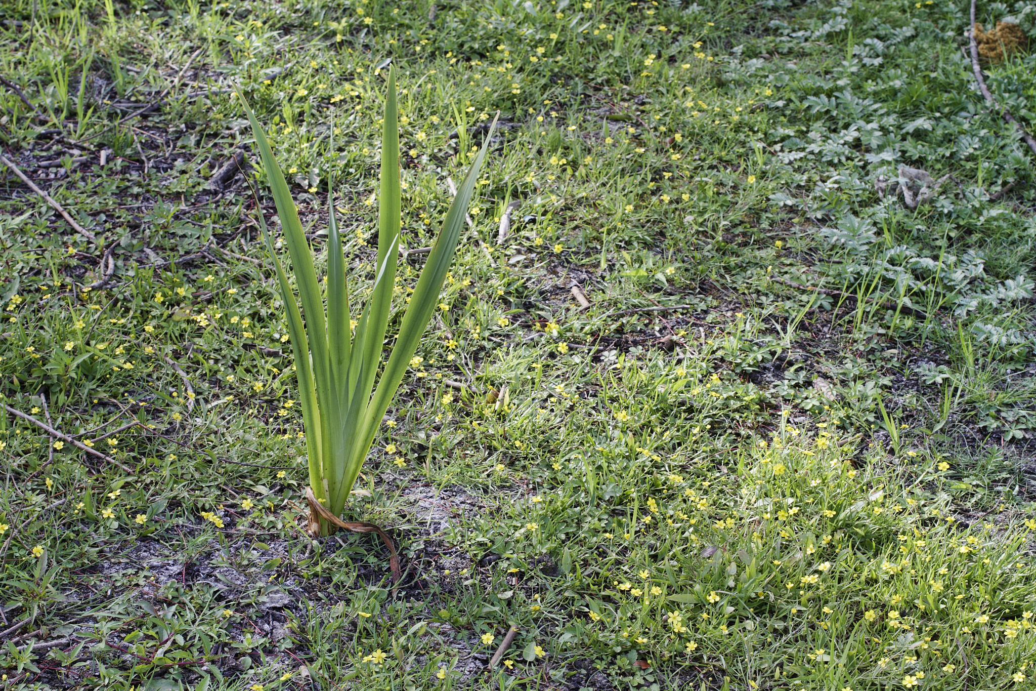 marshland lesser spearwort ranunculus flammula silverweed iris