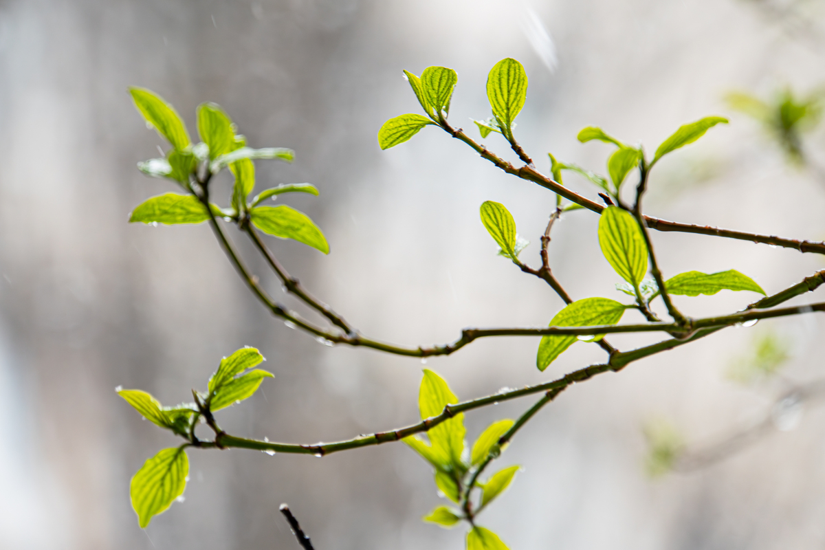 惊蛰：春雷响，万物苏醒！