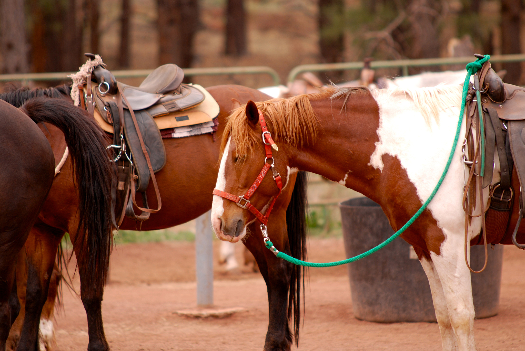 horse 4