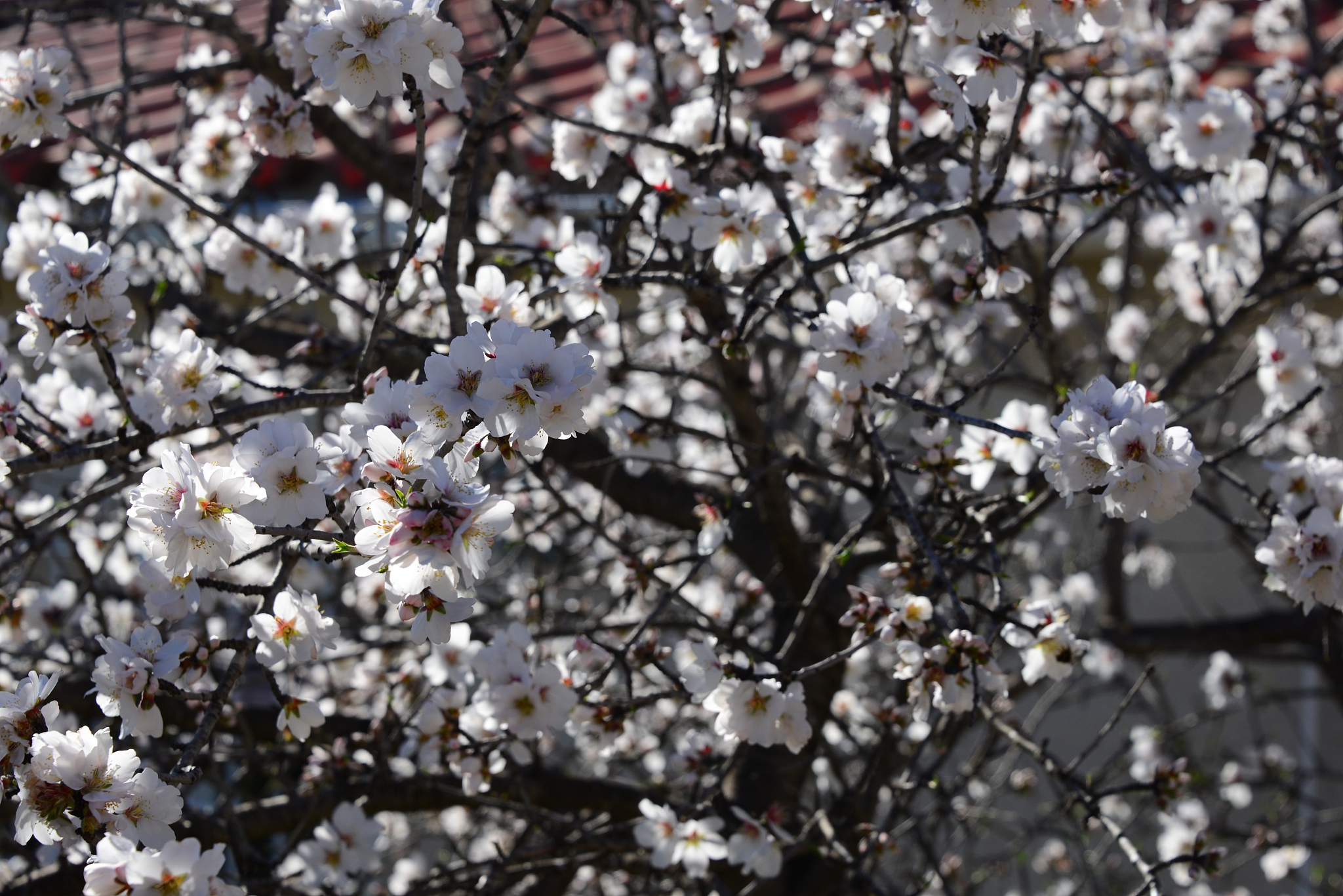 mandelblüte in spanien