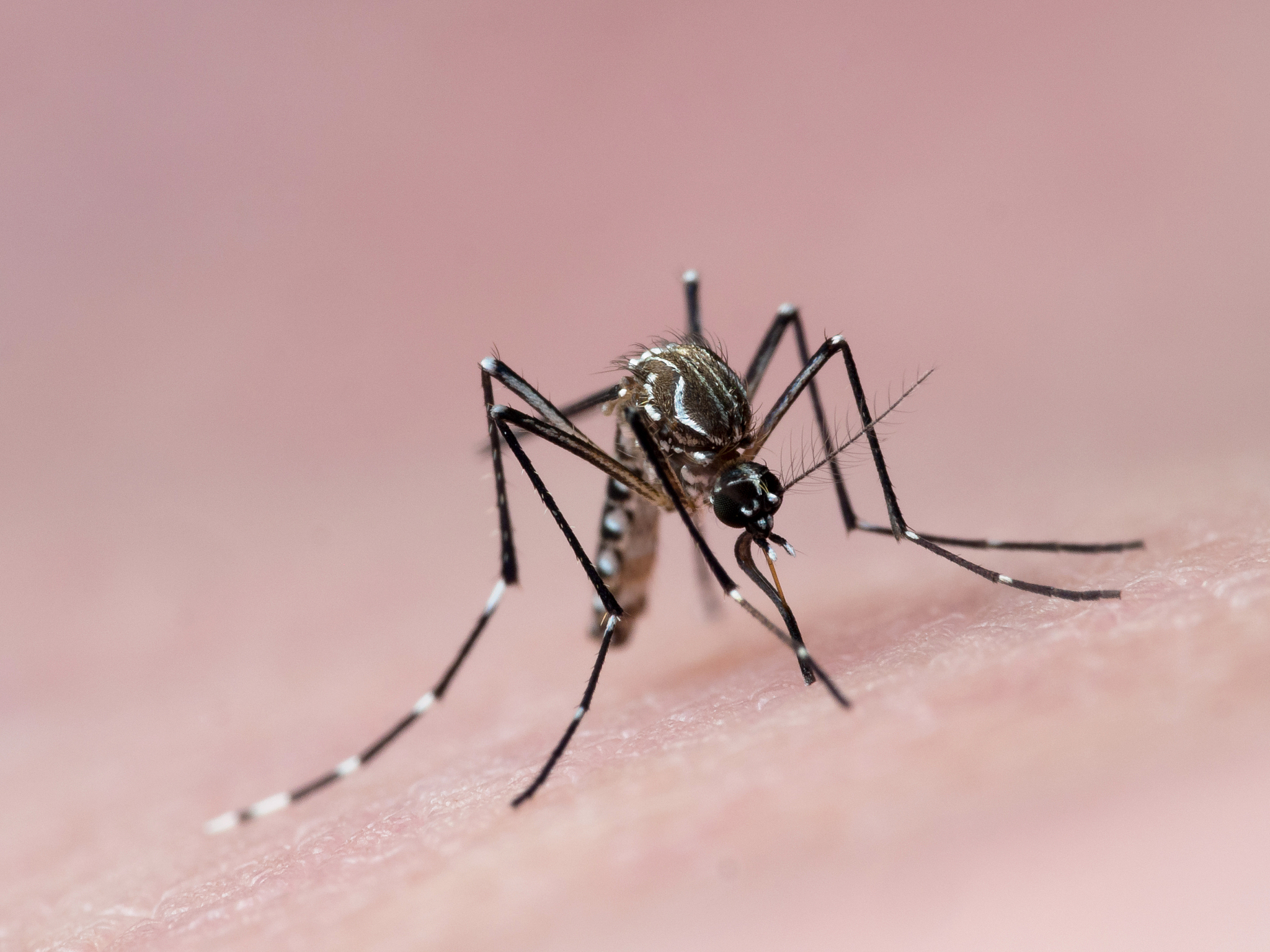 讨厌的蚊子！为什么它们总是咬我？