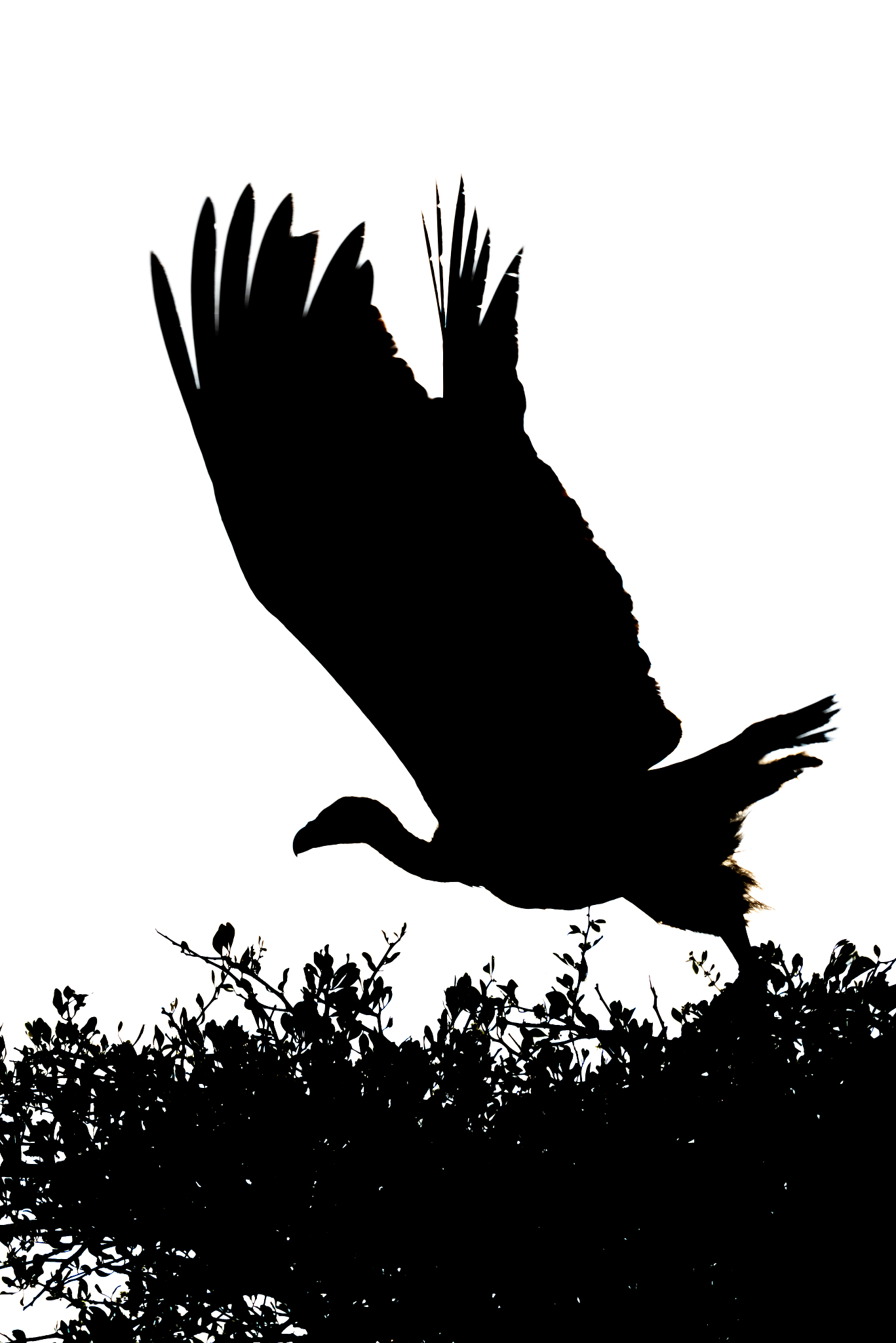 mono_crash.mem.55056.1.blob 文件：Mono 崩溃时的二进制文件